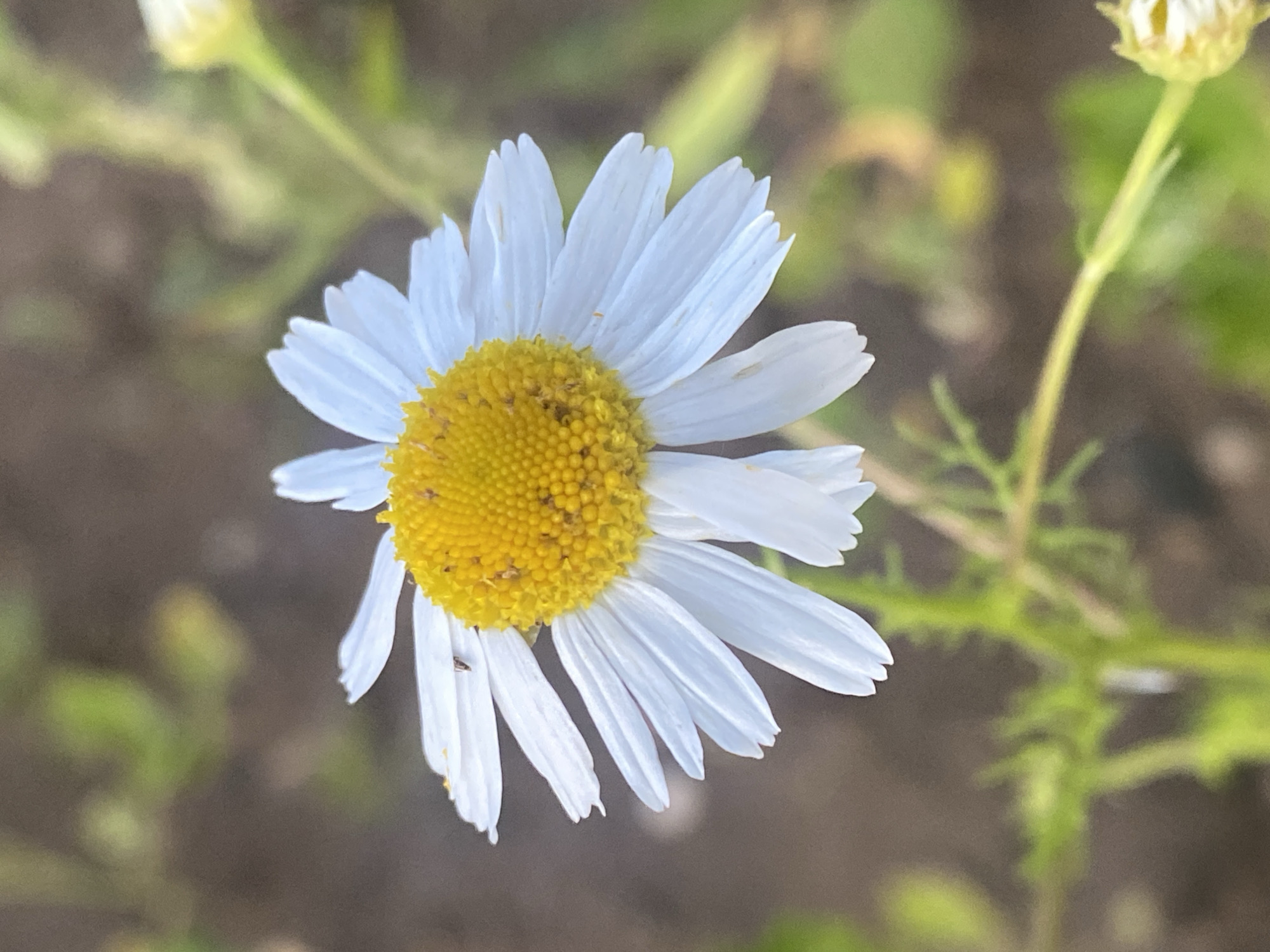 A single white daisy with a yellow center is in focus against a blurred background of green foliage and brown earth. The daisy's petals are delicate and white, radiating outwards from the bright yellow, pollen-covered center. The stem and some leaves are visible below the flower. The scene is an outdoor environment, possibly a garden or field. The location of Глазково, Russia is not depicted in this image.