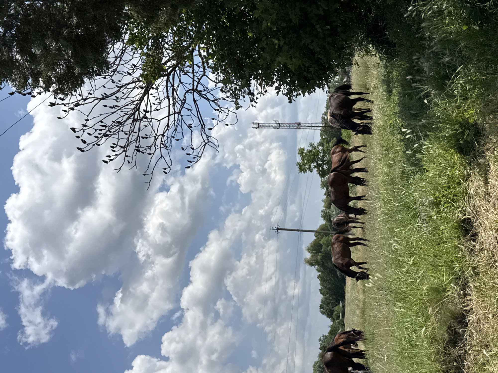 The image depicts a pastoral scene with several horses grazing in a grassy field under a partly cloudy sky. In the background, a communication tower stands tall, surrounded by trees. The foreground is dominated by lush green grass, with some dry, straw-like vegetation visible at the very bottom. The horses, various shades of brown, are scattered across the field, with some bent over to eat. The sky is a vibrant blue with large, fluffy white clouds. The scene appears to be a rural area, potentially on the outskirts of Zassovskaya, Russia, given the context.