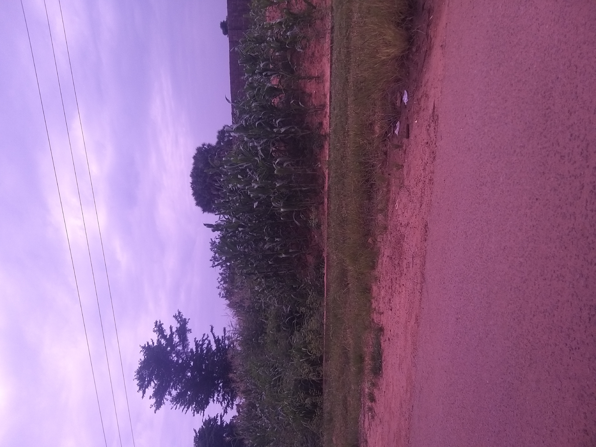 A wide-angle, low-angle shot captures a field of mature corn stalks, some reaching shoulder height, growing on a terraced embankment. Behind the corn, a brick wall is visible, suggesting it may be the boundary of a property. Three parallel power lines stretch across the purple-hued sky, which is filled with clouds. To the left of the cornfield, a large, dark tree stands tall. In the foreground, a dirt road is visible, leading to a paved road that takes up the bottom portion of the image. The lighting suggests it is either dawn or dusk, as the sky is illuminated by soft, diffused light.