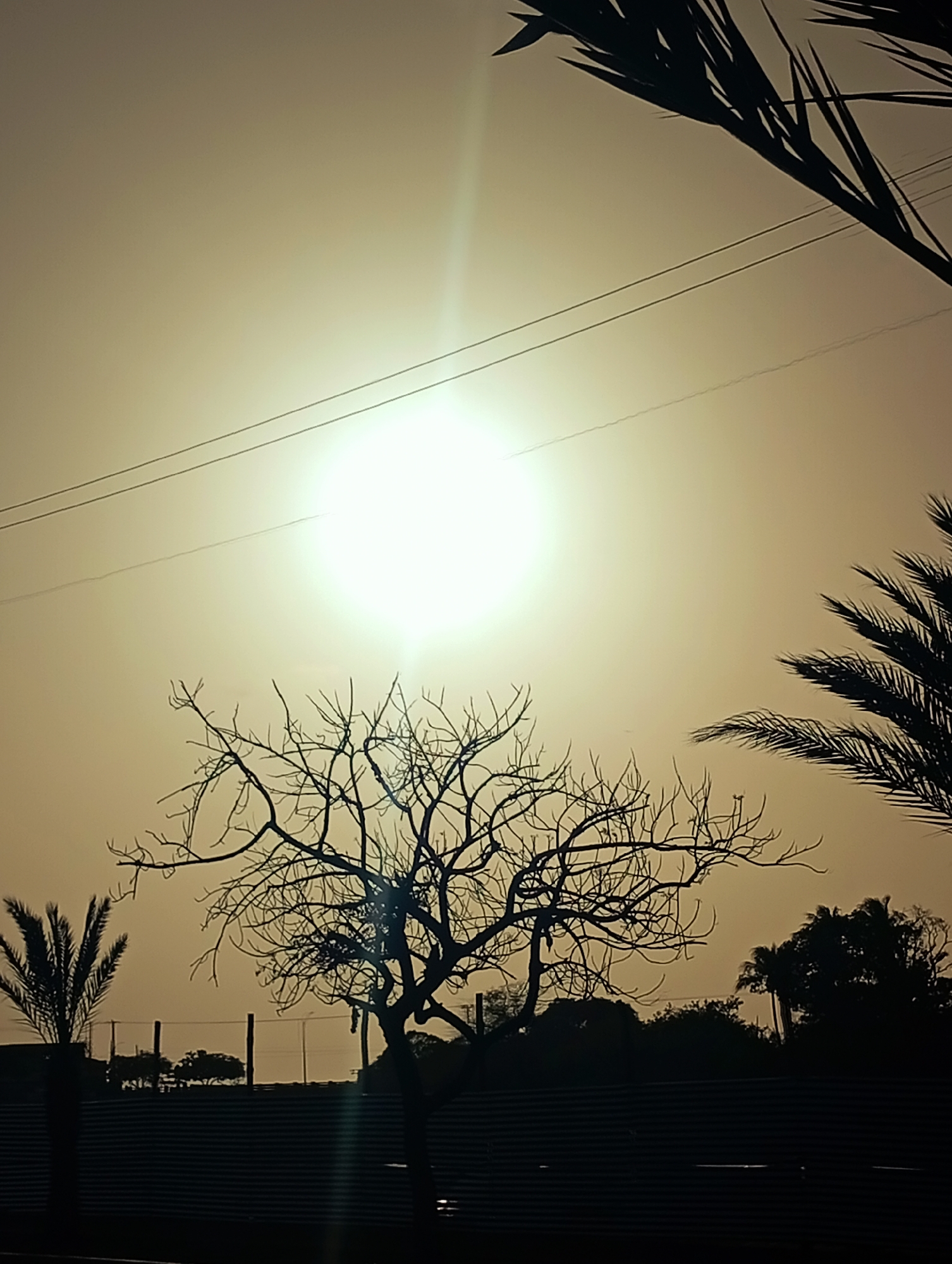 The image displays an outdoor scene at either sunrise or sunset, characterized by a high-contrast and silhouetted aesthetic. A brilliant, overexposed sun is centrally positioned in the sky, creating a strong light source with noticeable lens flare. The sky itself is a hazy, uniform golden-brown, indicating atmospheric conditions such as dust or a particular time of day.
In the mid-ground, a prominent, bare deciduous tree with intricate, leafless branches is sharply silhouetted against the bright sky. Palm trees are visible on the right side and bottom-left, their distinct fronds also rendered in dark silhouette. In the distant background, a line of other trees and bushes forms a dark, undulating horizon.
Two slender power lines stretch horizontally across the upper-mid section of the image, cutting through the sun's intense glow. The foreground features a dark, horizontal structure, likely a fence or wall, with faint vertical posts visible behind it.
The overall composition is serene and dramatic, focusing on the interplay of light and shadow. The warm, monochromatic palette of yellows, browns, and deep blacks enhances the stark beauty of the silhouettes. No people or visible text are present. The presence of palm trees and the type of bare tree align with the tropical/subtropical environment of Juan Griego, Venezuela.