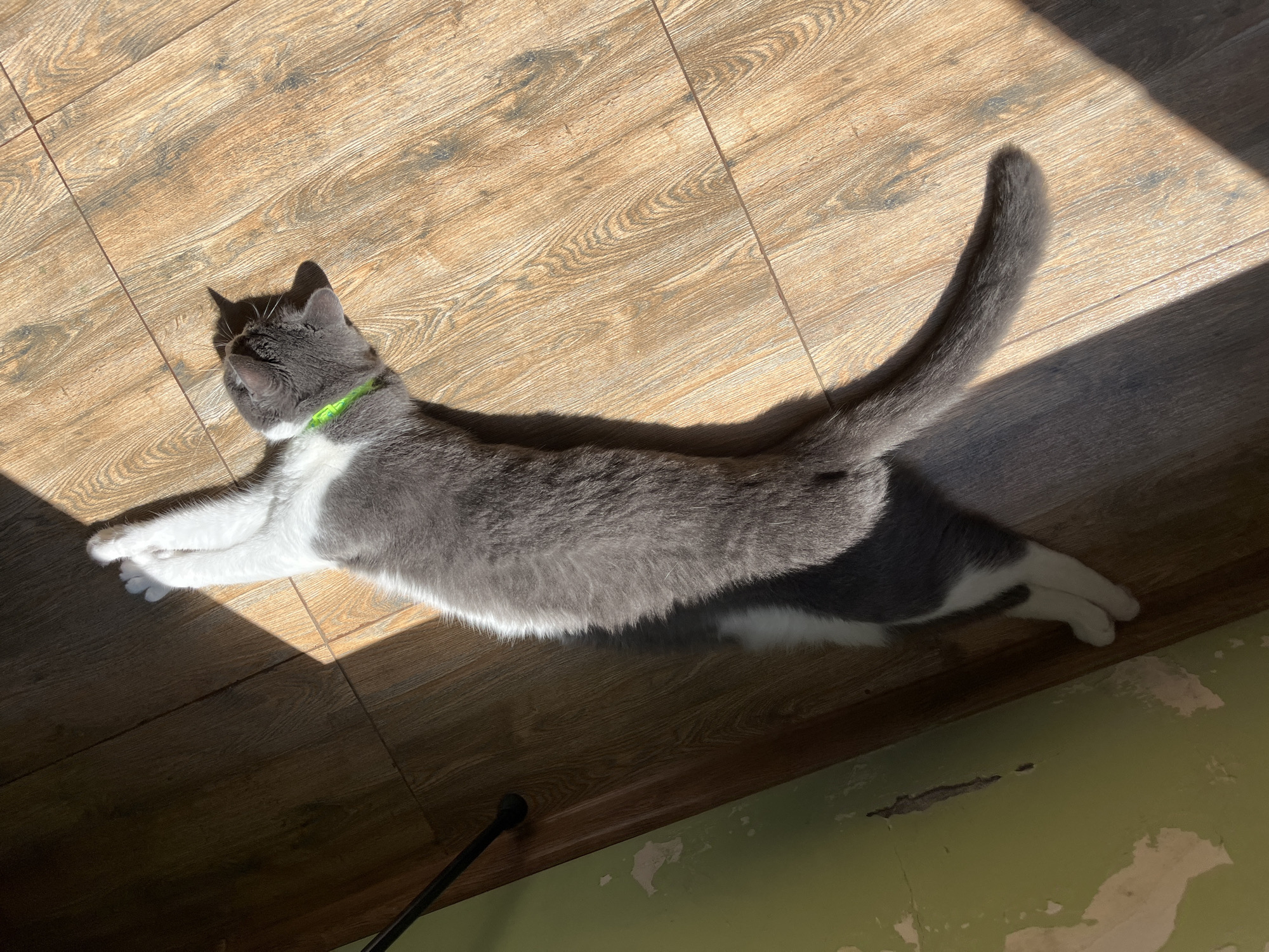 A gray and white cat lies stretched out on a wooden floor bathed in sunlight. The cat is wearing a bright green collar and its paws are crossed at the top. The floorboards are a warm brown color, with visible wood grain and some lines indicating where the boards meet. To the left of the cat, a portion of a wall painted in a peeling, light green color is visible, with some areas showing patches of plaster. The overall scene suggests a warm, indoor environment, possibly a home in Ureki, Georgia, given the lighting and floor type.