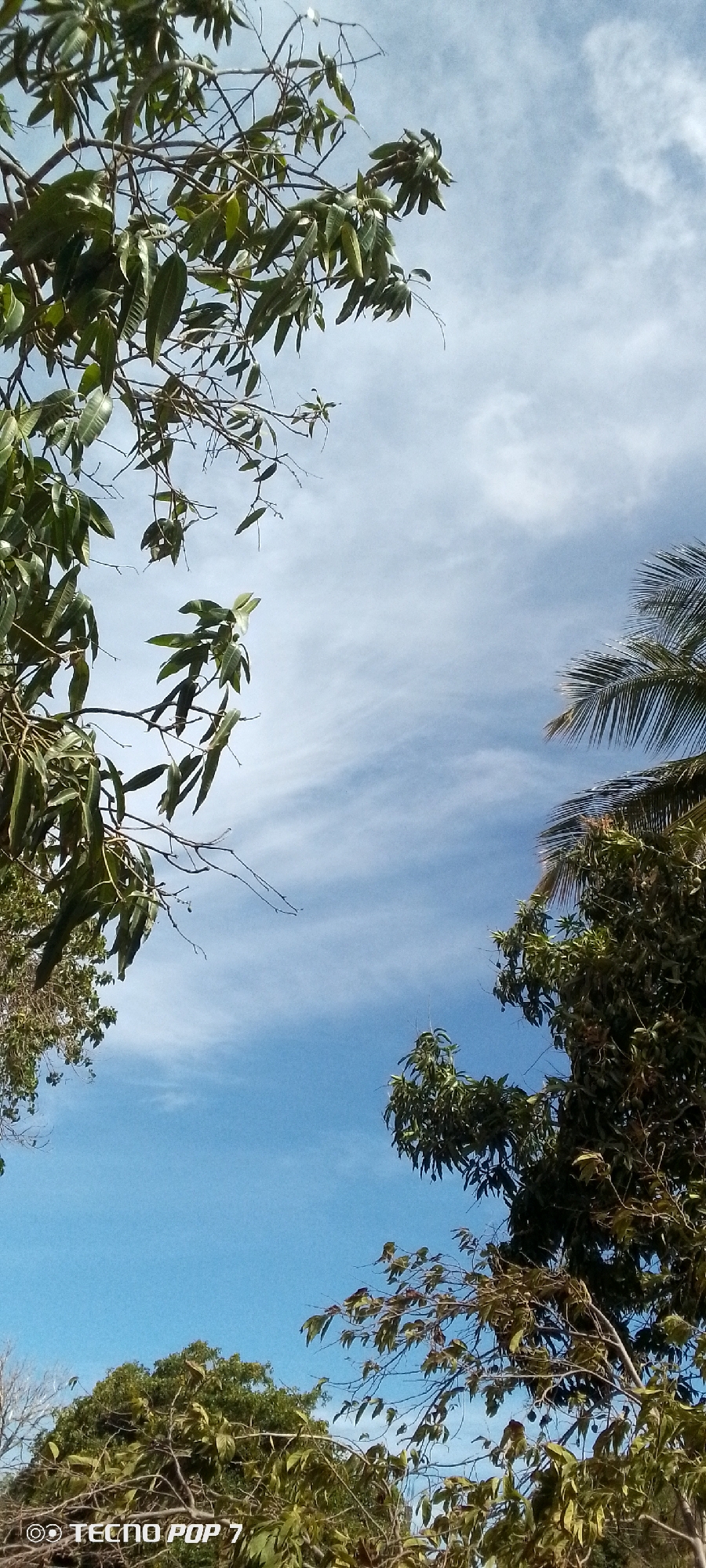 The image, taken from a low angle, features a view of a blue sky with wispy clouds framed by trees. The left side of the image shows a leafy tree with long, thin leaves hanging down. The right side has a mix of foliage, including palm fronds and other green plants. The bottom of the frame is filled with the tops of more trees and branches. The location is likely Altagracia, Venezuela, given the context. There are no people visible in the image. The focus is on the natural environment - the trees and the sky.