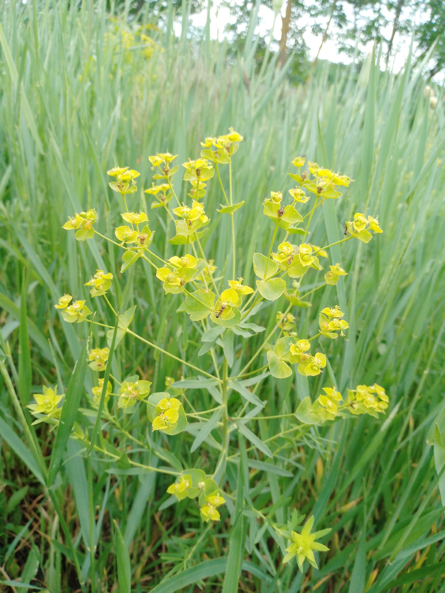 The image presents a cluster of leafy spurge (Euphorbia esula) plants, distinguished by their small, yellow-green flowers. The plants are interspersed with tall blades of green grass, indicating a natural, untended environment. The specific location within Ustyvytsia, Ukraine is not discernible from the image. No people, structures, or indications of urban development are present.