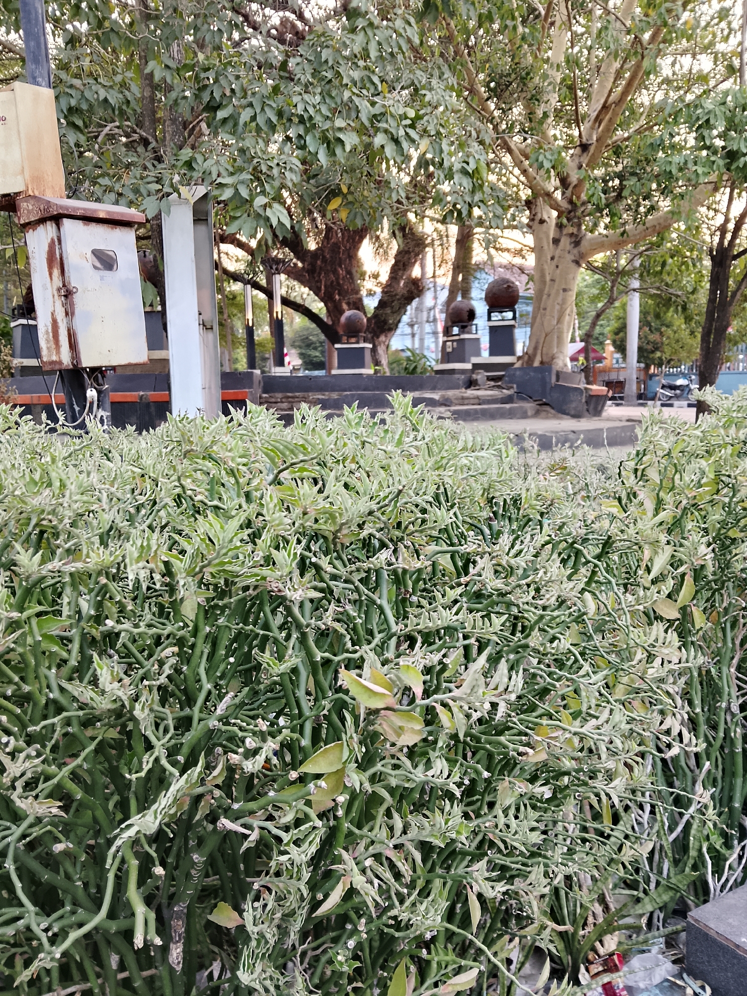 The image depicts an outdoor scene in Balun, Indonesia, focusing on a dense cluster of variegated devil's backbone plants in the foreground. The plants have green stems with white variegation on the leaves. Behind the plants, a weathered electrical box is mounted on a pole, showing signs of rust. Further back, large trees with leafy canopies are visible, casting dappled sunlight. In the middle ground, there is a raised concrete platform with decorative spherical elements atop dark posts. Beyond this, a street scene is suggested with blurred figures, trees, and a parked motorcycle. The overall atmosphere is that of an urban park or public space during daylight hours.