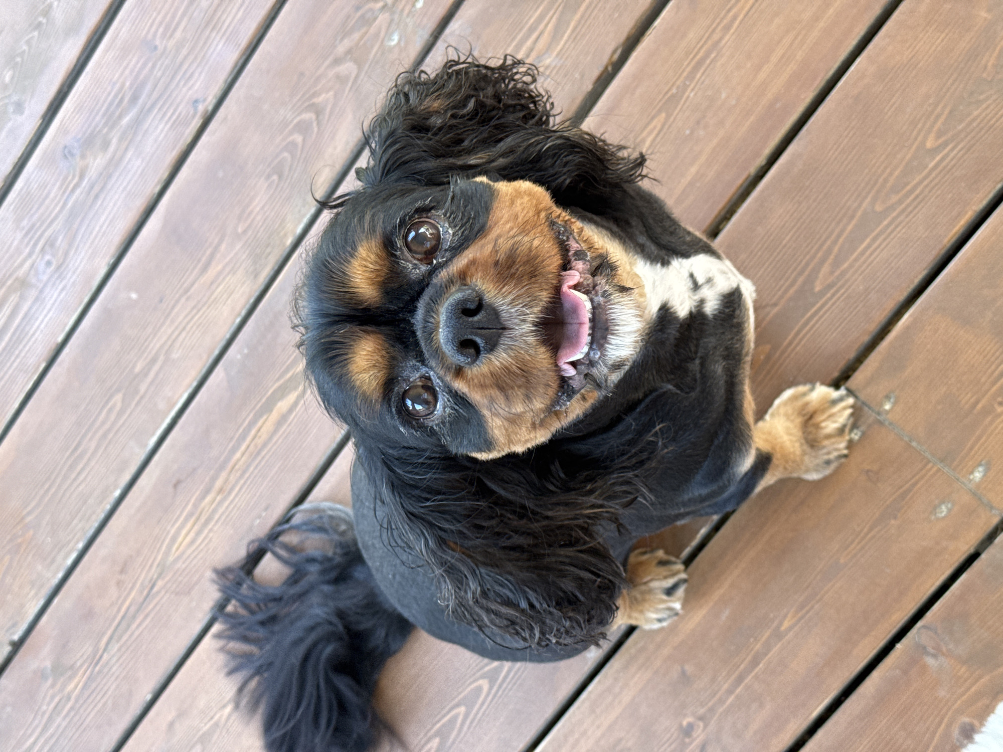 A tricolor Cavalier King Charles Spaniel sits on a wooden deck, looking up at the camera. The dog has black, tan, and white fur. Its mouth is open, revealing its tongue and teeth. The deck is made of weathered brown planks. The background is blurred.