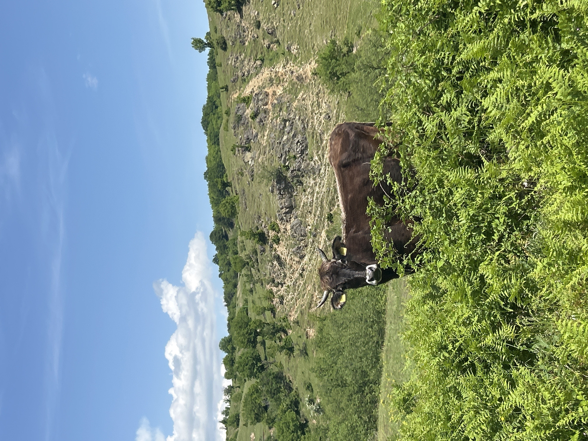 The image shows a brown cow with yellow ear tags standing in a grassy area with green ferns, possibly grazing. Behind the cow, there is a hillside with sparse trees and some rocky patches. The sky is blue with some white clouds. The location is suggested to be in the city of Vasil Levski, Bulgaria.