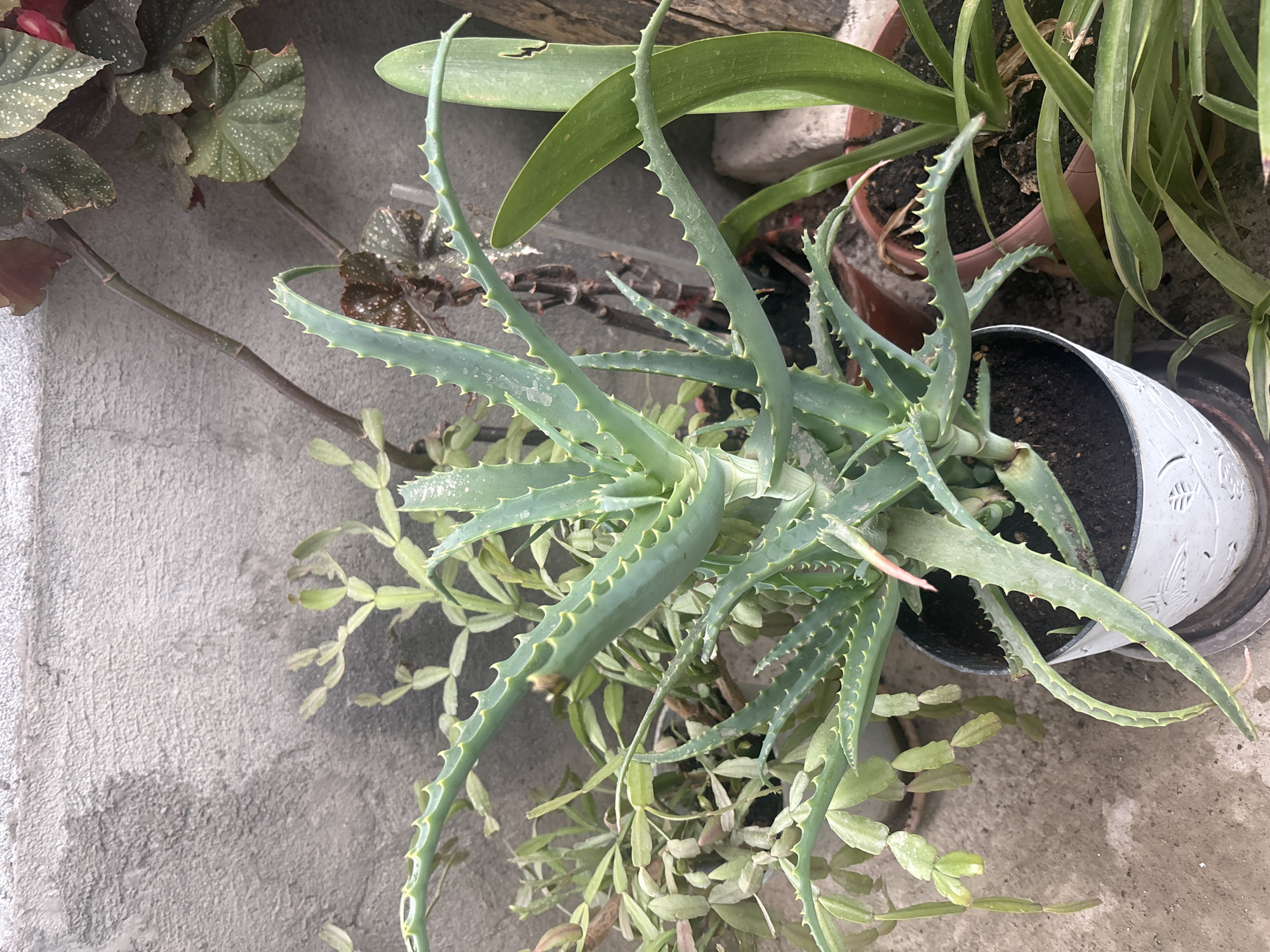 A tall aloe vera plant with thick, fleshy leaves and serrated edges sits in a white pot. It is surrounded by other potted plants, including a begonia with spotted leaves and a plant with long, thin green leaves. The pots are placed on a concrete surface against a textured gray wall. The scene appears to be an outdoor patio or garden area.