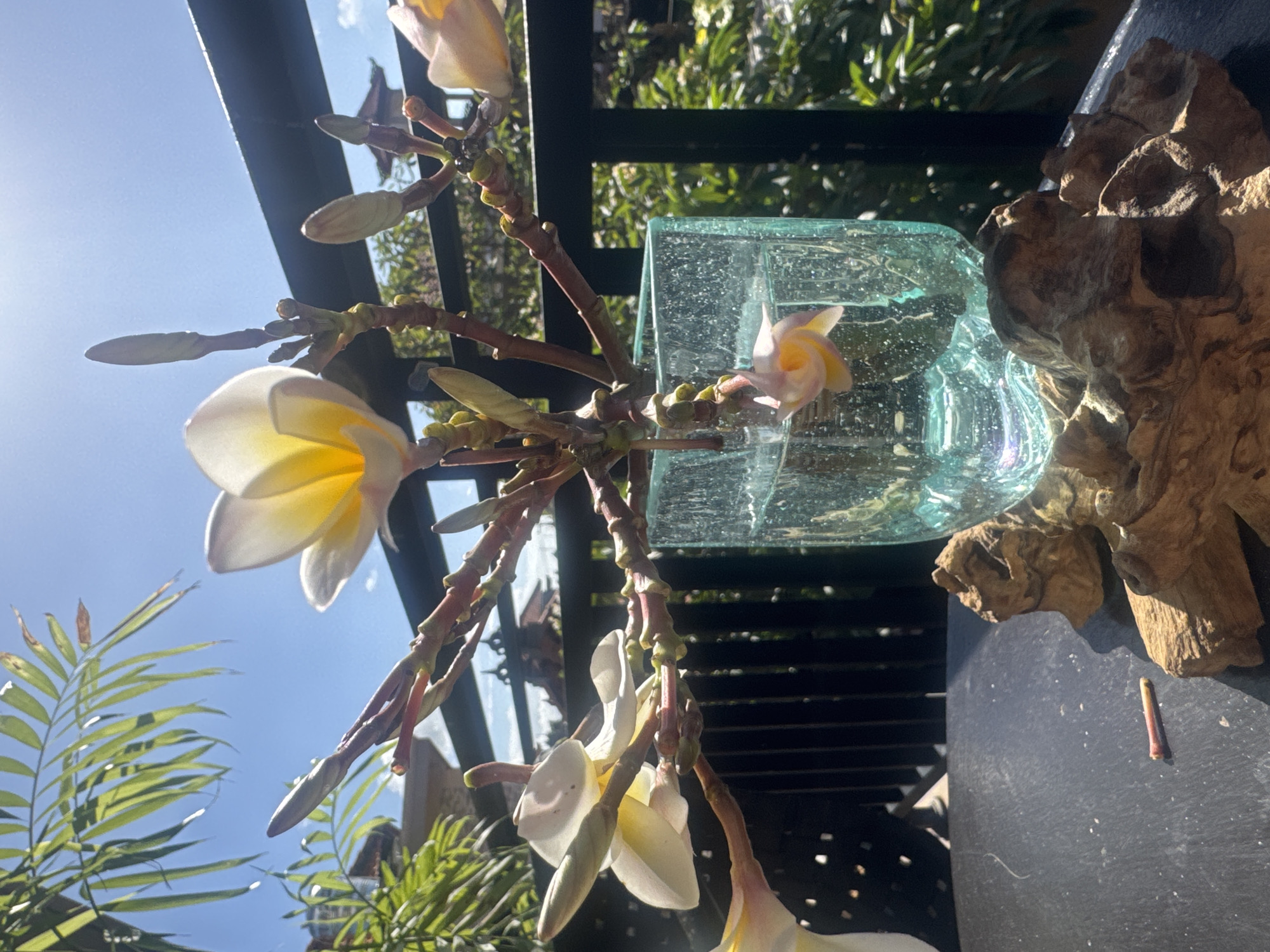 The image shows a plumeria flower arrangement set against a clear blue sky and lush greenery. The flowers, primarily white and yellow, are in full bloom. A translucent glass vase containing water holds the plumeria branches. The arrangement is on a black surface, possibly a table or ledge, with a piece of driftwood to the right of the vase. The location is outdoors, likely Kuta, Indonesia, suggested by the tropical flora. A wrought-iron structure and hints of buildings are visible in the background.