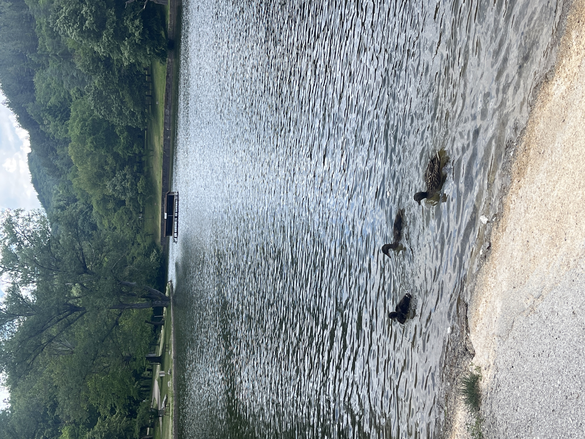 The image shows a lake in Blagoevgrad, Bulgaria, with trees along the shoreline. Three ducks are swimming near the edge of the water, close to the sand. A small pier is visible in the distance. The water is rippled, and the sky is overcast.