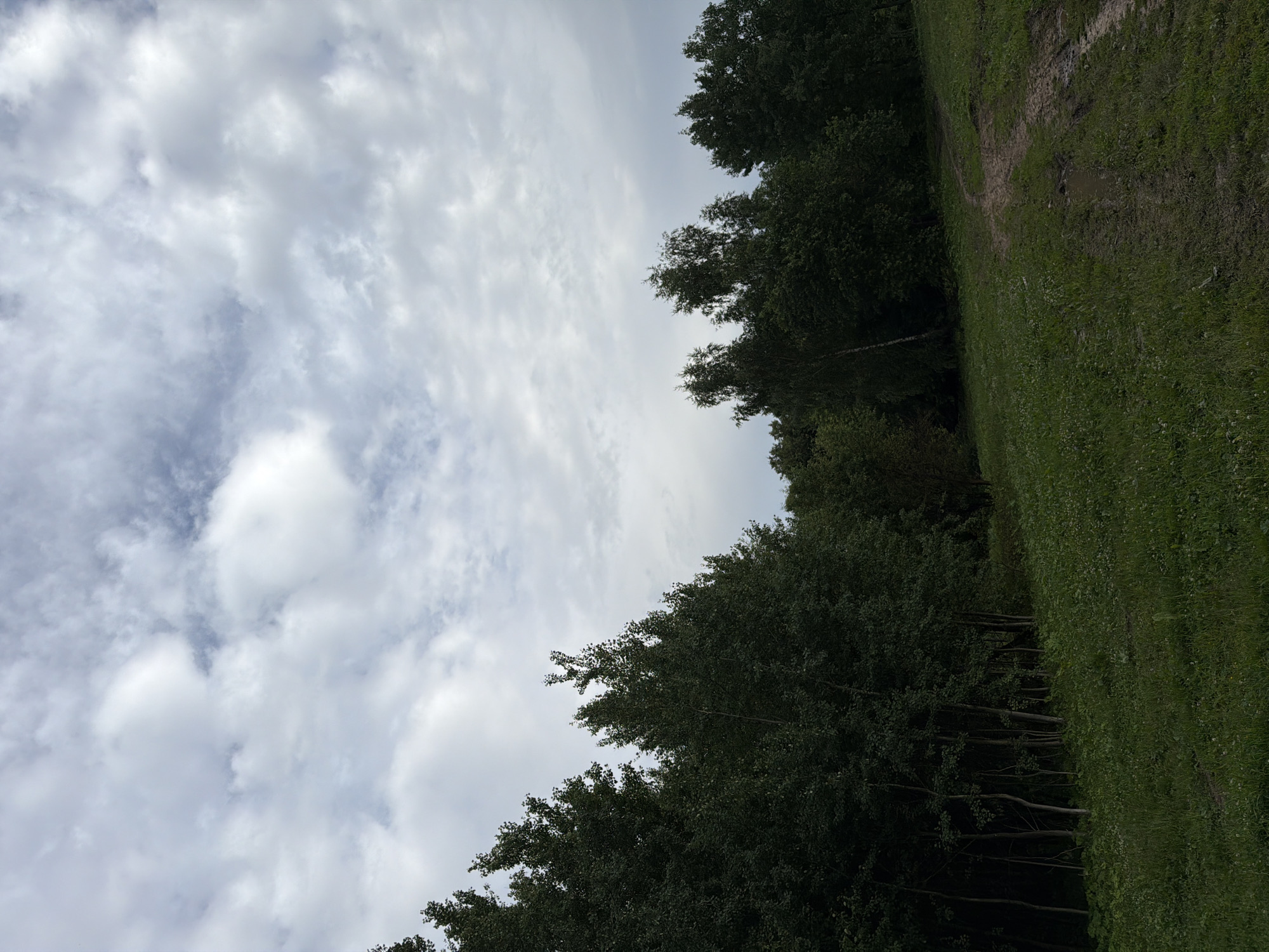 The image depicts a rural landscape with a cloudy sky. On the left side, a dense line of dark green trees forms a natural boundary. The trees are tall and their foliage is thick. To the right of the trees, a grassy field slopes upwards. A muddy path with visible tire tracks winds through the grass, indicating it is used by vehicles. The ground is uneven and appears to be damp in places, with small puddles of water present. The overall impression is one of a natural, somewhat untamed environment. The location is not specified as being in the city of Moscow, Russia; it appears to be a natural outdoor setting outside of a major urban area. There are no people or animals visible in the image.