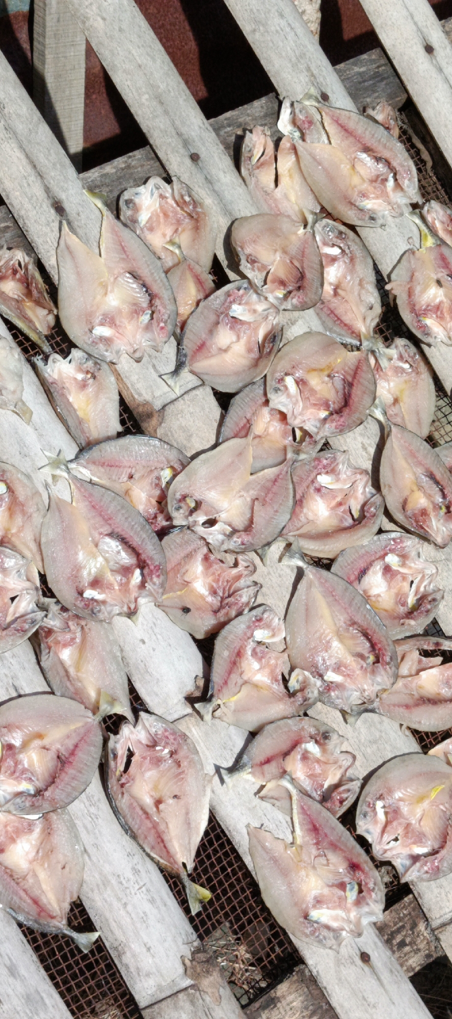 In Meunasahmesjid, Indonesia, a close-up, high-angle shot captures a collection of small, split and salted fish laid out to dry on a wooden slatted platform over a wire mesh. The fish are pale pinkish-white with visible internal anatomy and some have a slight yellow hue near their fins. They are arranged in overlapping layers, with some pieces positioned to reveal their open insides, while others are seen from their more rounded exterior. The rough, weathered texture of the wooden slats and the dark, open weave of the wire mesh beneath are clearly visible. The lighting suggests an outdoor setting with strong sunlight, casting subtle shadows. The overall scene is one of food preservation, likely in a traditional outdoor market or domestic setting.