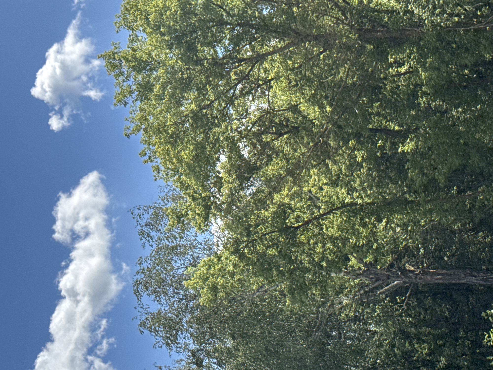 This image shows a dense forest canopy against a bright blue sky with scattered white clouds. The leaves on the trees are a vibrant green, indicating a summer or late spring setting. The sunlight filters through the foliage, creating a dappled effect. There are no visible people, structures, or specific landmarks that would indicate a precise location within Роўкавіцкі сельскі Савет, Belarus. The scene is a natural outdoor environment.