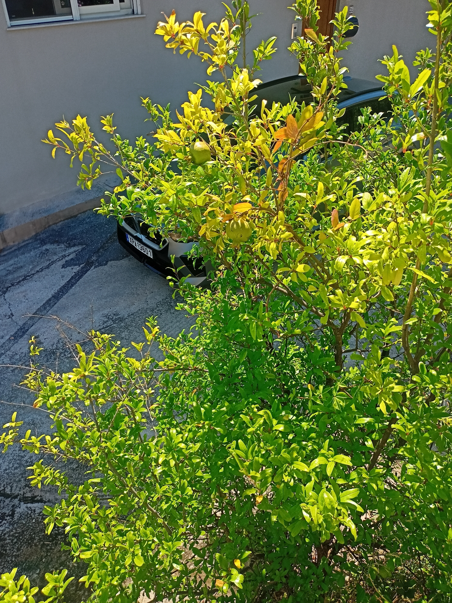 The image captures a sunlit outdoor scene with a lush green tree prominently featured in the foreground, its leaves illuminated by the sunlight. Behind the tree, a gray wall of a building is visible, with a window at the top left. A portion of a black car with a license plate reading "XPA 33601" is parked on a paved surface, which shows some tire marks. The overall setting appears to be a residential or urban area. The location is identified as Municipal Unit of Anthidon, Greece. There are no people visible in the image.