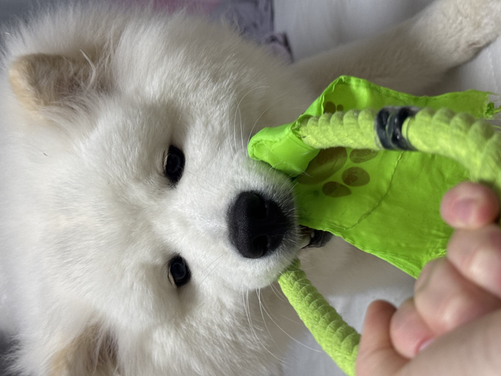 A close-up, vertical shot shows a fluffy white Samoyed puppy playing with a bright green rope toy. The puppy's face is the central focus, with its dark eyes and black nose clearly visible against its thick white fur. The puppy is gripping the rope toy with its mouth. The toy is a thick, twisted rope with fabric attached, decorated with a pattern of paw prints. A human hand, with light skin tone, is visible in the lower right corner, holding the other end of the toy, indicating a tug-of-war game. The background is softly blurred, suggesting an indoor setting, possibly a bed or couch, with a hint of a soft purple color in the upper left. The lighting appears to be soft and diffused, implying it's likely daytime. The overall mood is playful and affectionate. No text is visible in the image.