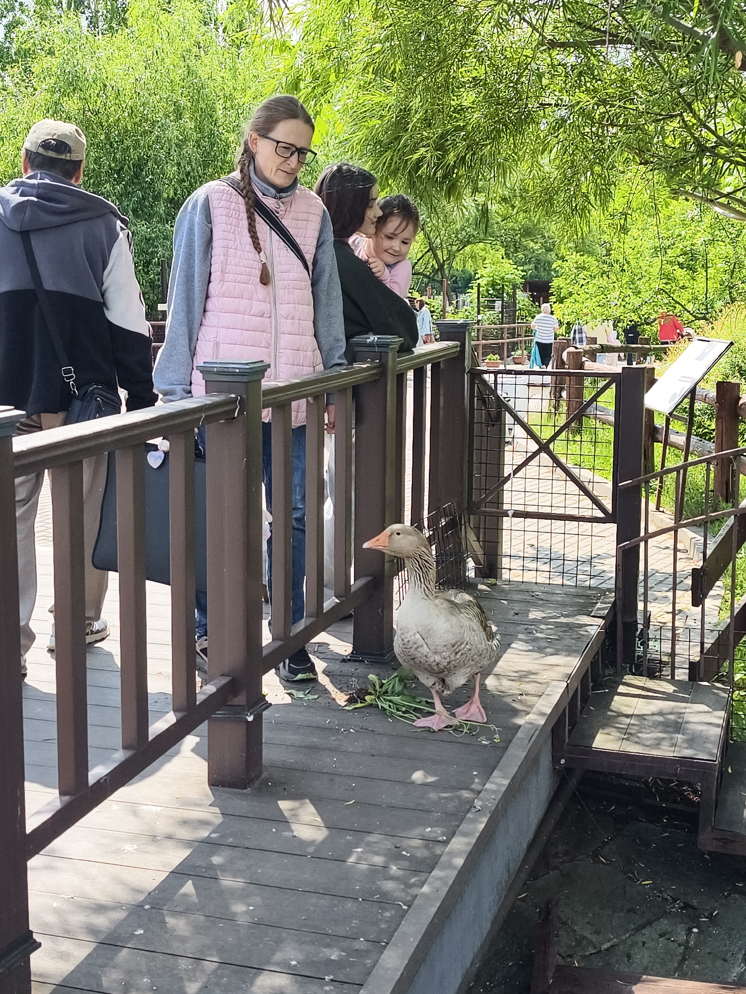 The image captures an outdoor scene on a bright, sunny day, likely in a park or zoo setting in Izhevsk, Russia. Several people are gathered on a wooden walkway or bridge, observing a goose.
In the foreground, a large, gray and white goose stands prominently on the wooden planks, seemingly pecking at some green leaves scattered on the ground. Its pinkish feet are visible. To the left of the goose, a woman with long braided hair and glasses wears a pink quilted vest over a gray long-sleeved shirt and blue jeans. She is leaning against a wooden railing, looking down at the goose. A black crossbody bag hangs from her shoulder, and another black bag with a small white heart charm is visible between the railings.
To the far left, partially visible, is a man in a beige cap, black and gray hoodie, and light-colored trousers, also standing on the walkway. Behind the woman in the pink vest, another woman and a small child are visible, with the child looking down, seemingly at the goose or the area below the walkway.
The walkway features sturdy wooden railings and posts. In the mid-ground, a metal gate is integrated into the wooden structure, suggesting a controlled access point. Beyond the gate, more people are visible further down the path, and lush green trees with abundant foliage form a vibrant backdrop, indicating a natural environment. Shadows from the railings and people are cast across the wooden walkway, suggesting the sun is relatively high.
The overall atmosphere appears calm and observational, with the people engaged in watching the goose. No significant visible text is discernible in the image.