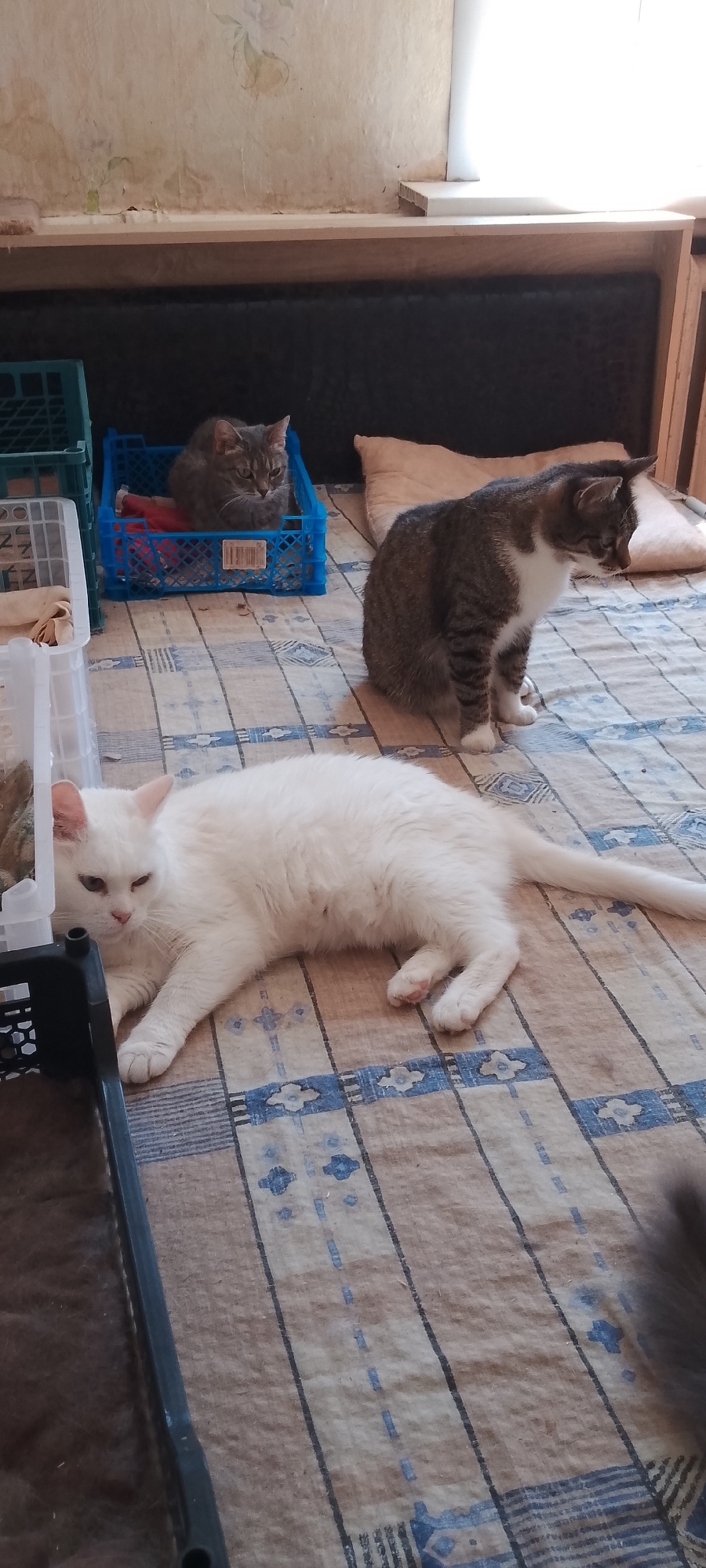 In Belgorod, Russia, on a bed with a checkered blue and beige blanket, a white cat lies on its side, facing left with its eyes partially closed. A tabby and white cat is seated on the bed to the right of the white cat, looking to the right. In the background, a tabby cat sits inside a blue plastic crate. Another blue plastic crate is visible to the left of the tabby cat in the crate. The room appears to be an interior space, with a wooden shelf and a wall with faded wallpaper visible in the background. The lighting suggests an indoor setting, possibly during the daytime.