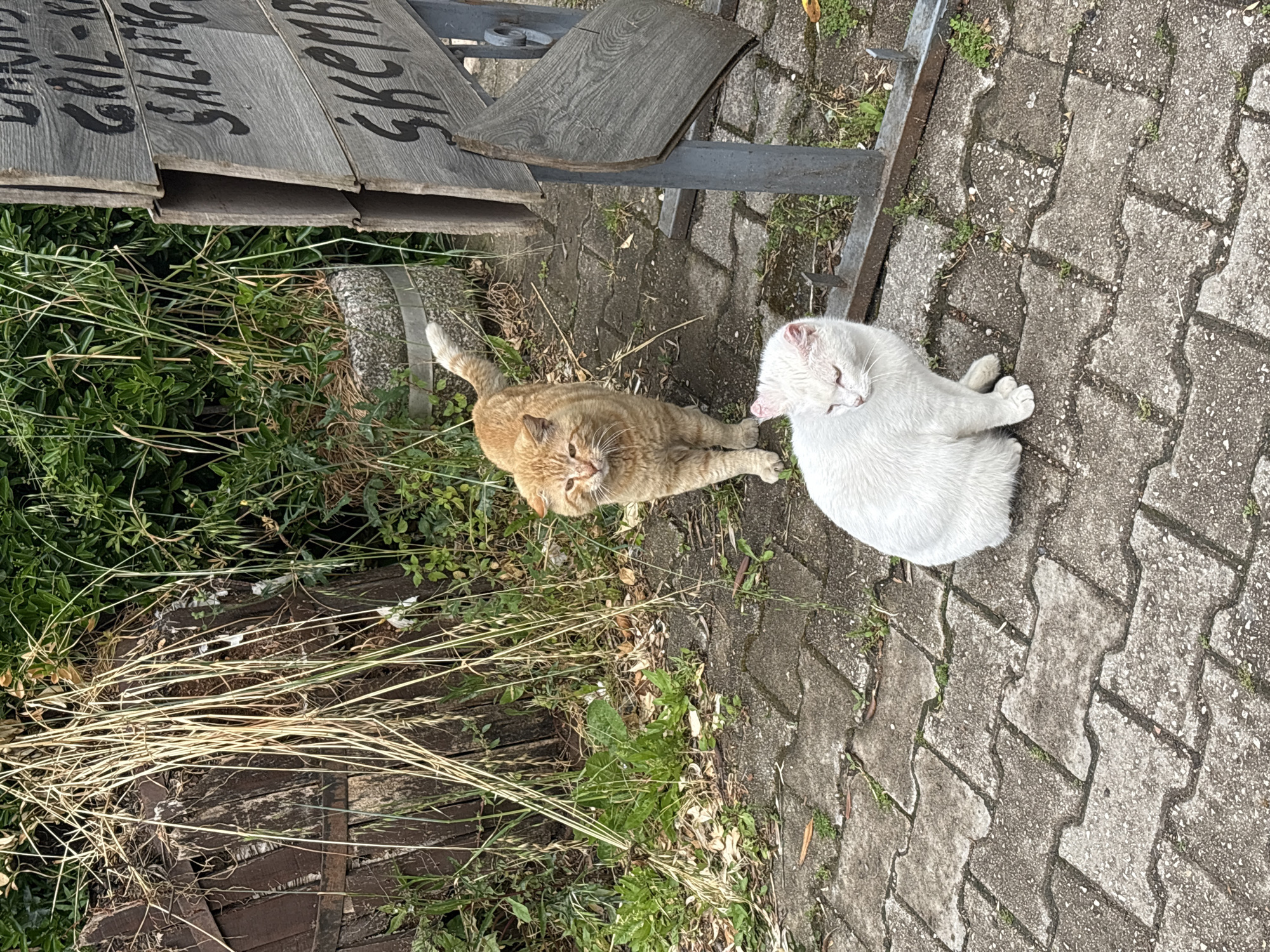 The image, taken in Bar, Montenegro, captures a tranquil outdoor scene featuring two domestic cats. The perspective is slightly overhead, showing the cats resting on a paved surface.
In the foreground, an orange tabby cat is sitting upright, gazing towards the viewer with an alert and curious expression. Its fur displays classic ginger stripes, and its white whiskers are prominent. Beside it, to the right, a fluffy white cat is lying down comfortably on the grey interlocking pavers. This cat appears very relaxed, with its eyes mostly closed or squinting, and its mouth slightly ajar, possibly in the midst of a yawn or a gentle lick. Both cats seem at ease in their surroundings.
The ground is predominantly covered by textured, interlocking grey and brown pavers. Small sprigs of green grass and weeds peek through the gaps in the paving. To the left and behind the orange cat, there's a patch of vibrant green foliage and a scattering of dry, yellowish reeds, indicating a mix of cultivated and wild vegetation.
In the upper left background, a weathered wooden sign, supported by a dark metal frame, is partially visible. Distinct black lettering painted on the wood can be deciphered, revealing words such as "GRIL" (Grill), "SALATI" (Salads), and "SKEMBA" (likely referring to Škembe, a traditional Balkan tripe soup). This text strongly suggests the location is an outdoor area associated with a local eatery or restaurant.
The lighting is bright and even, indicative of daytime with either an overcast sky or diffused sunlight, resulting in soft shadows and a clear view of the scene. The overall impression is one of everyday life and comfort in a European town setting.