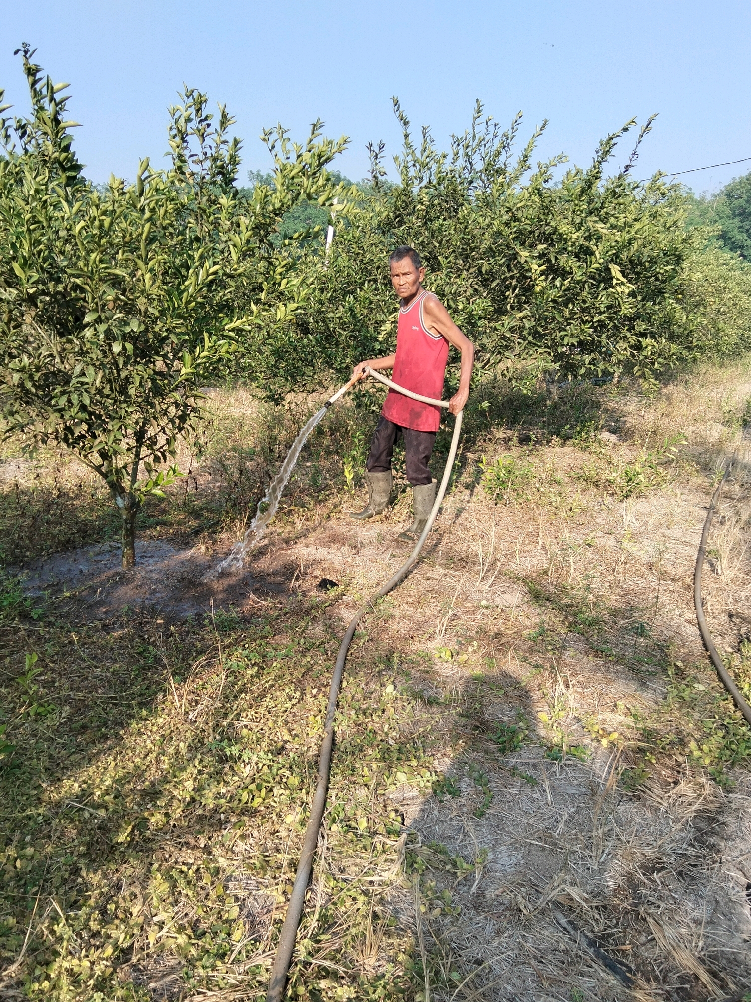 In Perambahan Baru, Indonesia, a man is seen watering a small tree in a grove of trees. He is wearing a red tank top, dark pants, and rubber boots. He holds a hose in his hands, directing a stream of water onto the base of the tree. The ground around the tree is muddy from the watering. The area appears to be an orchard or grove, with many trees visible in the background, some bearing small fruits. The ground is covered in dry grass and some green vegetation. The sky is clear and blue.