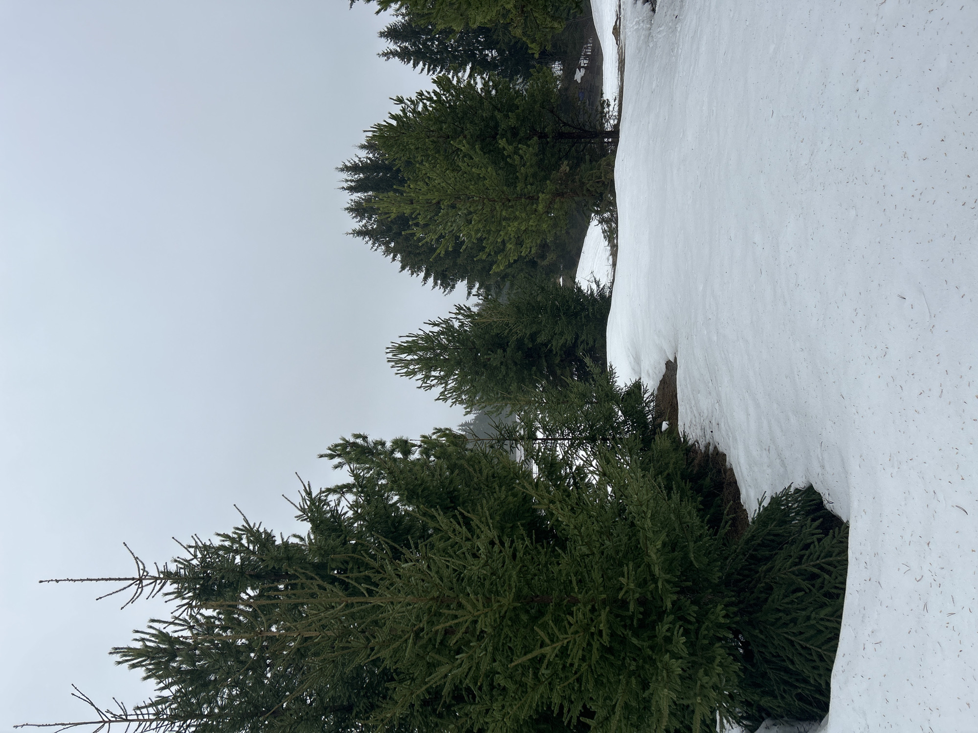 The image shows a winter scene with a snow-covered landscape and evergreen trees. The trees are various sizes, with some partially obscured by snow. The sky is overcast and gray. The location appears to be a mountainous or elevated area, though the exact location in Unknown, Unknown is not discernible from the image.