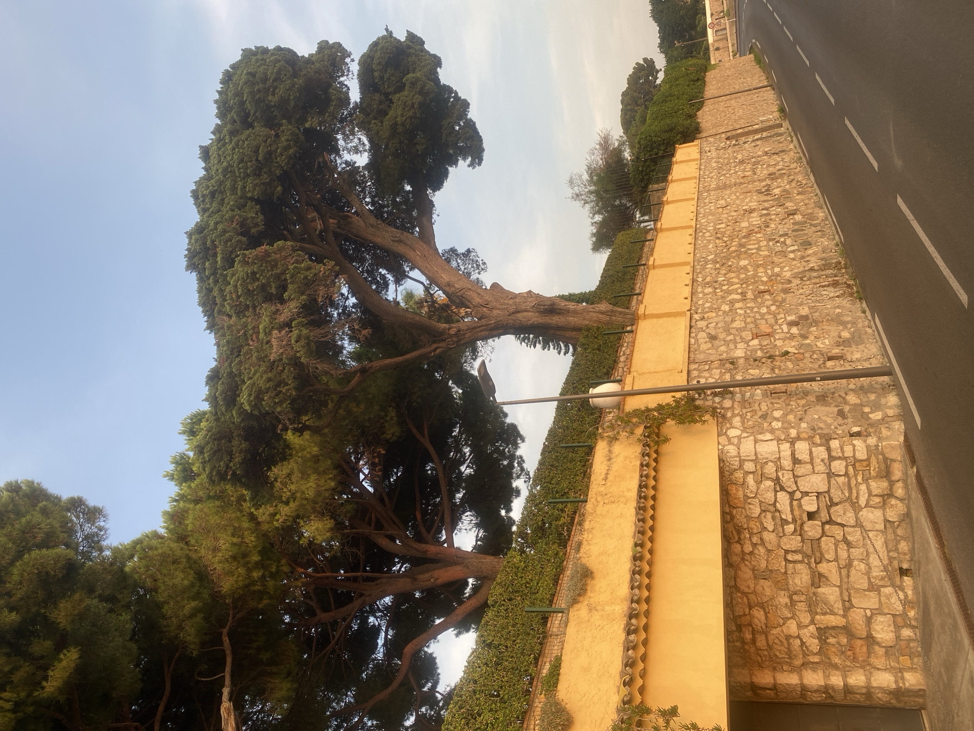 The image shows a scenic view of a coastal road in Antibes, France, lined with a stone wall topped by a vibrant yellow stucco structure. Mature pine trees with dense green foliage dominate the upper portion of the frame, their branches reaching towards a pale blue sky. The road curves gently to the right, with white dashed lines indicating lanes. A modern street lamp stands tall near the wall, its light off. The stone wall is constructed from irregular, light-colored stones, giving it a rustic appearance. The yellow stucco structure has a tiled border along its top edge and is partially covered by ivy. The overall impression is one of a well-maintained, picturesque Mediterranean landscape.