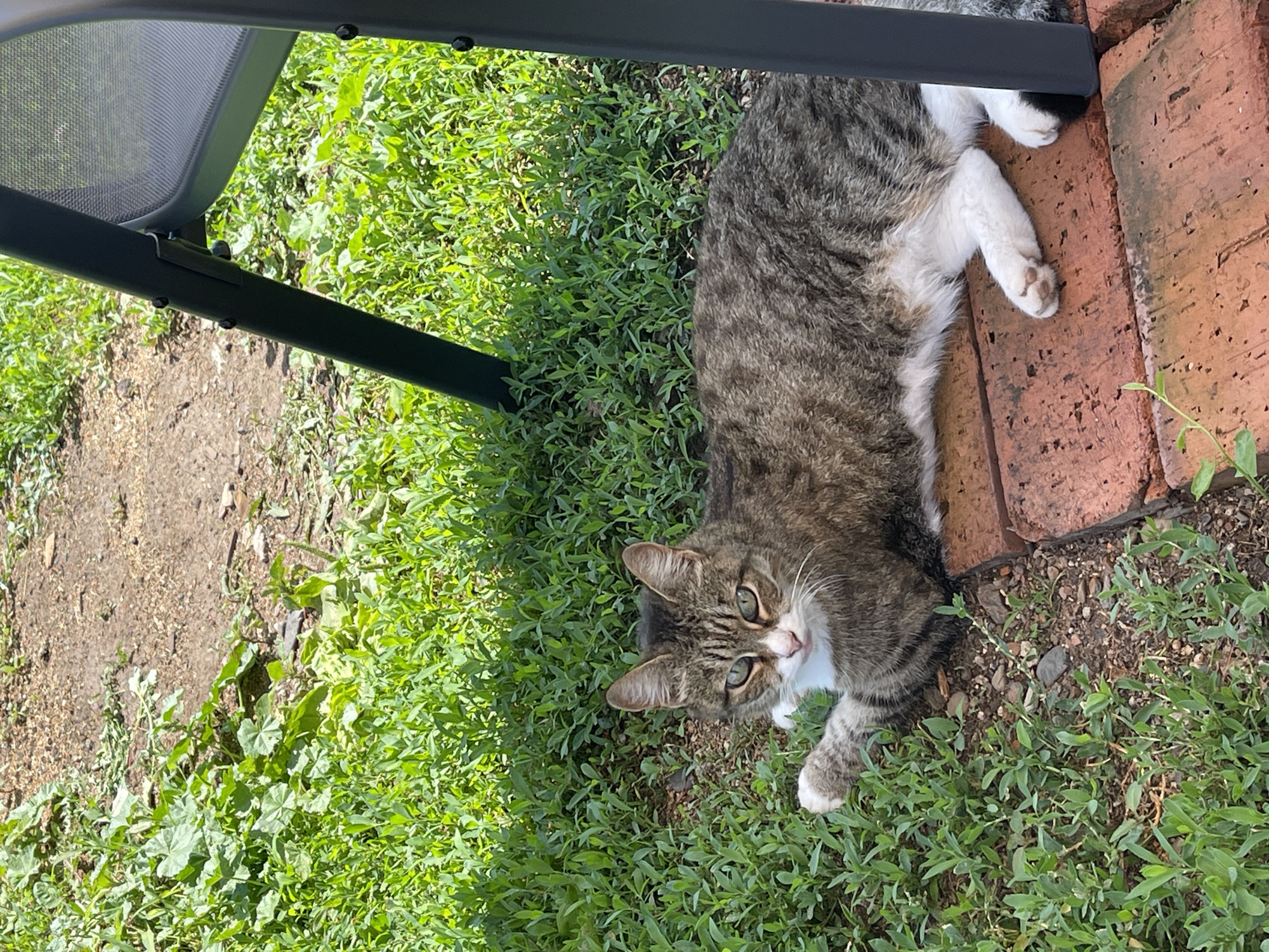 A tabby cat with green eyes and white paws lies on red bricks in a grassy area. Part of a dark metal chair is visible in the upper right corner. The background consists of green grass and dirt. The image was taken in Orenburg, Russia.