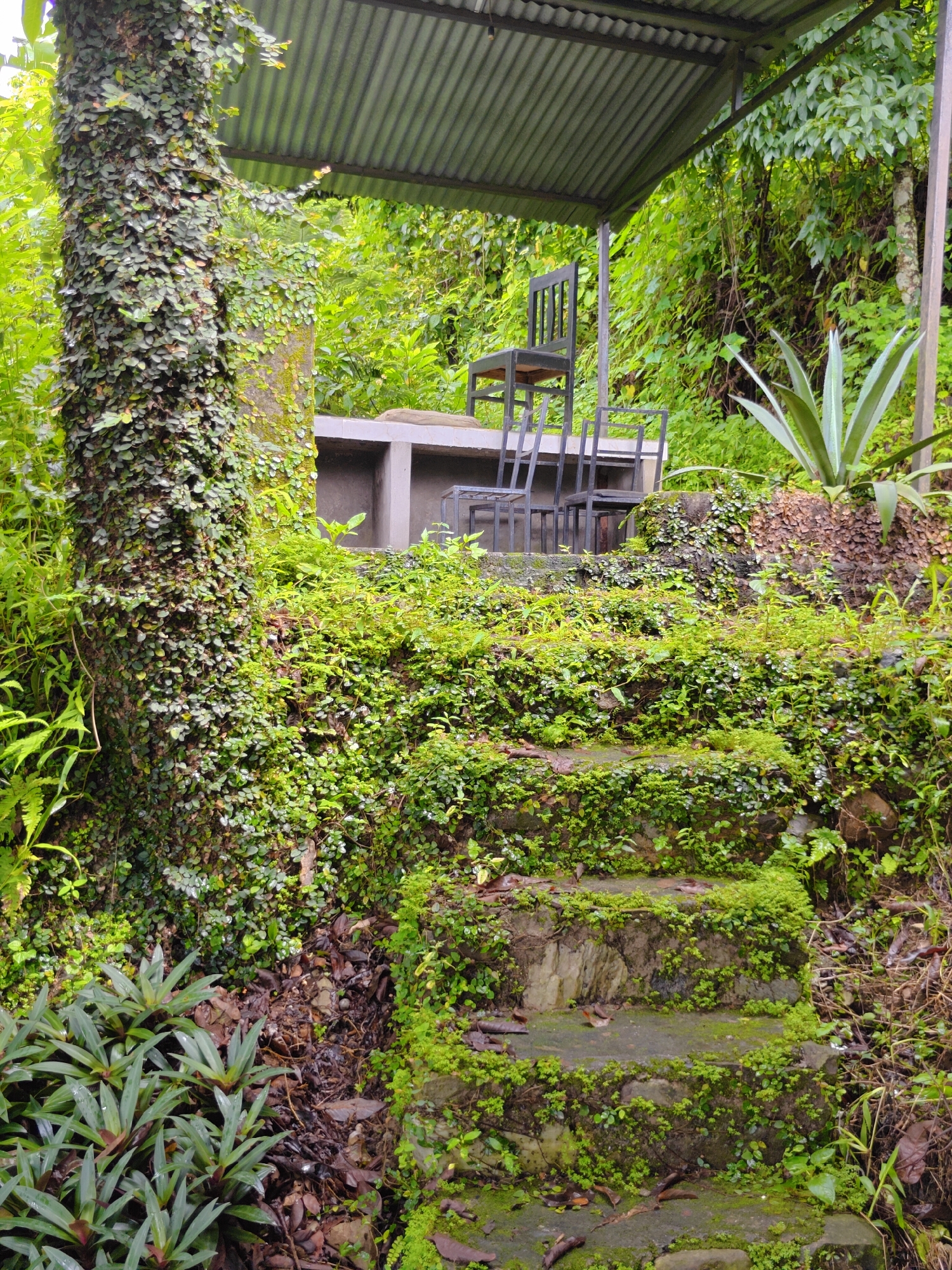 The image depicts an outdoor seating area within a lush, green environment. A corrugated metal roof supported by metal poles covers a concrete structure that appears to be a table and benches. On the table are three black metal chairs, one of which is positioned facing forward and appears to be occupied by an unseen individual or object. The surrounding area is densely overgrown with vegetation, including a large tree trunk on the left side of the frame covered in a dense layer of small, green leaves. Stone steps, also covered in moss and creeping plants, lead up towards the seating area. A large, spiky plant resembling an agave is visible to the right of the seating area. The overall impression is of a natural, somewhat wild setting with man-made elements integrated into the landscape. The specific location within Pokhara, Nepal, is not identifiable from the visual information provided.