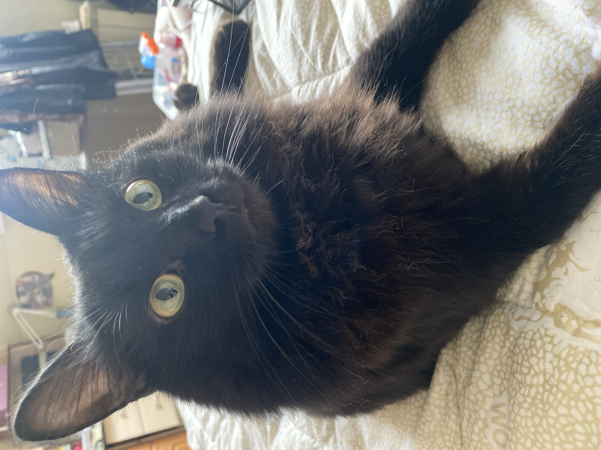 A close-up, slightly off-kilter photograph shows a black cat lying on a light-colored blanket with a subtle patterned design. The cat's head is positioned towards the left side of the frame, tilted towards the viewer. Its green eyes are open and alert. The cat's black fur appears long and somewhat fluffy, especially around its neck. The background is blurry and indistinct, but appears to show the interior of a room, potentially with some objects on a shelf or hanging in the distance.