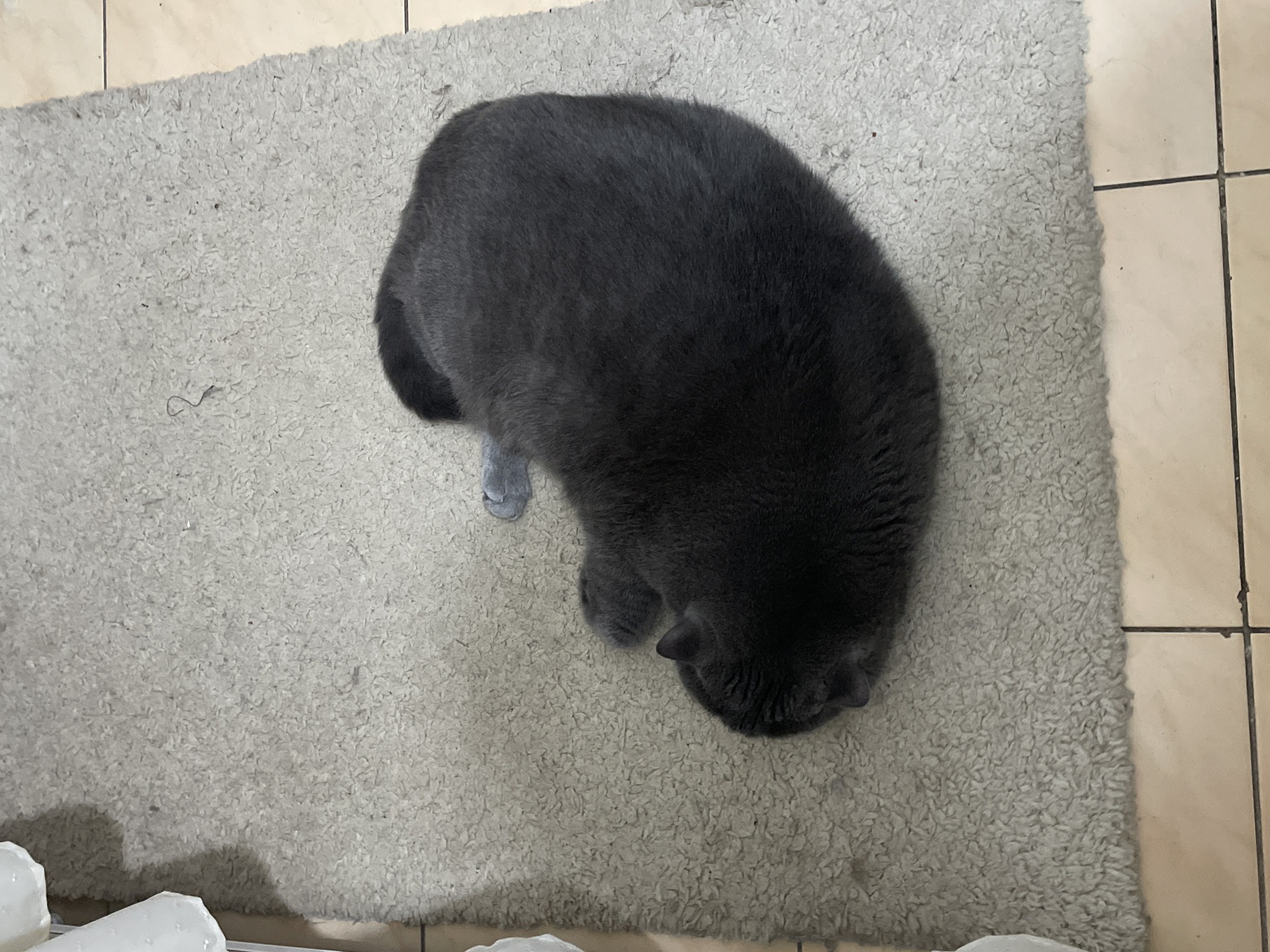 A grey cat is lying on a shaggy grey rug. The rug is placed on a tiled floor, with beige tiles and dark grout lines visible at the edge of the image. The cat is a solid dark grey color and appears to be a British Shorthair due to its rounded features. The cat is curled up, with its head tucked in and its paws underneath its body. One of its hind legs is slightly extended and a lighter grey color. The cat's fur is short and dense. The lighting in the image suggests it is indoors, likely during the day, given the lack of shadows cast by artificial light. The scene is static and peaceful, with the cat appearing to be resting or sleeping. There is a small, dark, wispy object on the rug near the cat's head, possibly a piece of lint or a stray hair. The overall impression is one of domestic comfort.