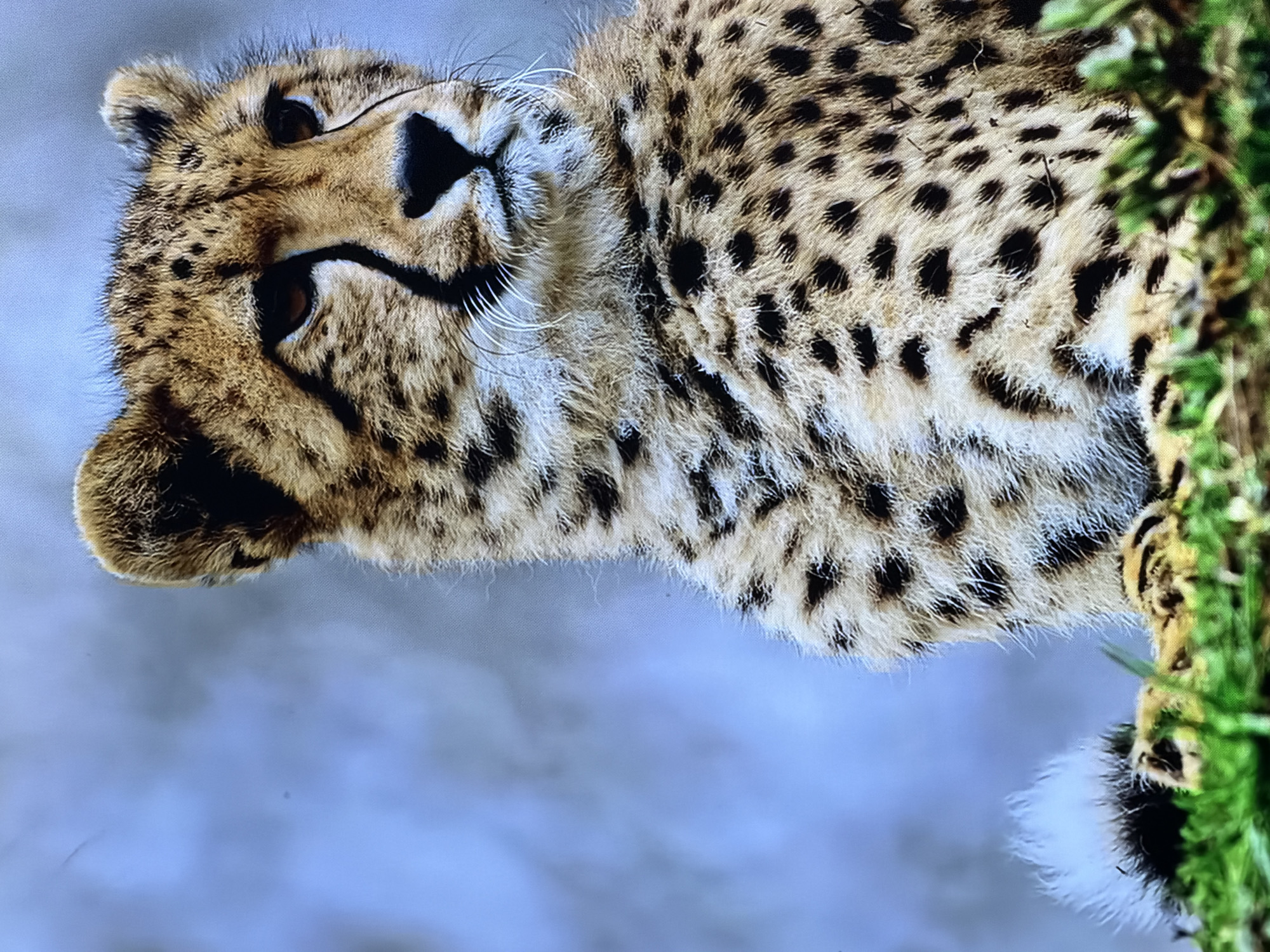 The image is a close-up, high-resolution photograph depicting the upper body and head of an adult cheetah (Acinonyx jubatus). The cheetah is positioned in the right half of the frame, facing forward with its head turned slightly to the viewer's right, appearing to gaze beyond the frame. Distinctive black tear marks extend from the inner corners of its dark brown eyes down to its muzzle. Its fur is a rich tawny-gold color with numerous solid black spots of varying sizes, characteristic of the species. White fur is visible on its chin, around its muzzle, and on its chest, with prominent white whiskers fanning out from its snout. The ears are upright, rounded, and also spotted.
The foreground consists of blurred green elements, suggestive of grass or low-lying foliage, indicating the cheetah is seated on or behind such vegetation. The background is a heavily blurred, uniform blue-grey expanse, lacking any specific identifiable features or landmarks, creating a shallow depth of field that isolates the subject. Subtle screen-door effects, characterized by faint grid-like patterns and horizontal lines, are visible across the image, particularly in the blurred areas, suggesting this is a photograph taken of a digital display rather than the original digital file.
Given that cheetahs are not indigenous to the United Kingdom, if this scene were to be located in the city of Maidstone, it would necessarily depict a cheetah within a managed zoological environment, such as a zoo, wildlife park, or private animal sanctuary. However, the image itself contains no specific visual identifiers, architectural elements, or environmental cues that would confirm its exact location within Maidstone or any specific facility therein.