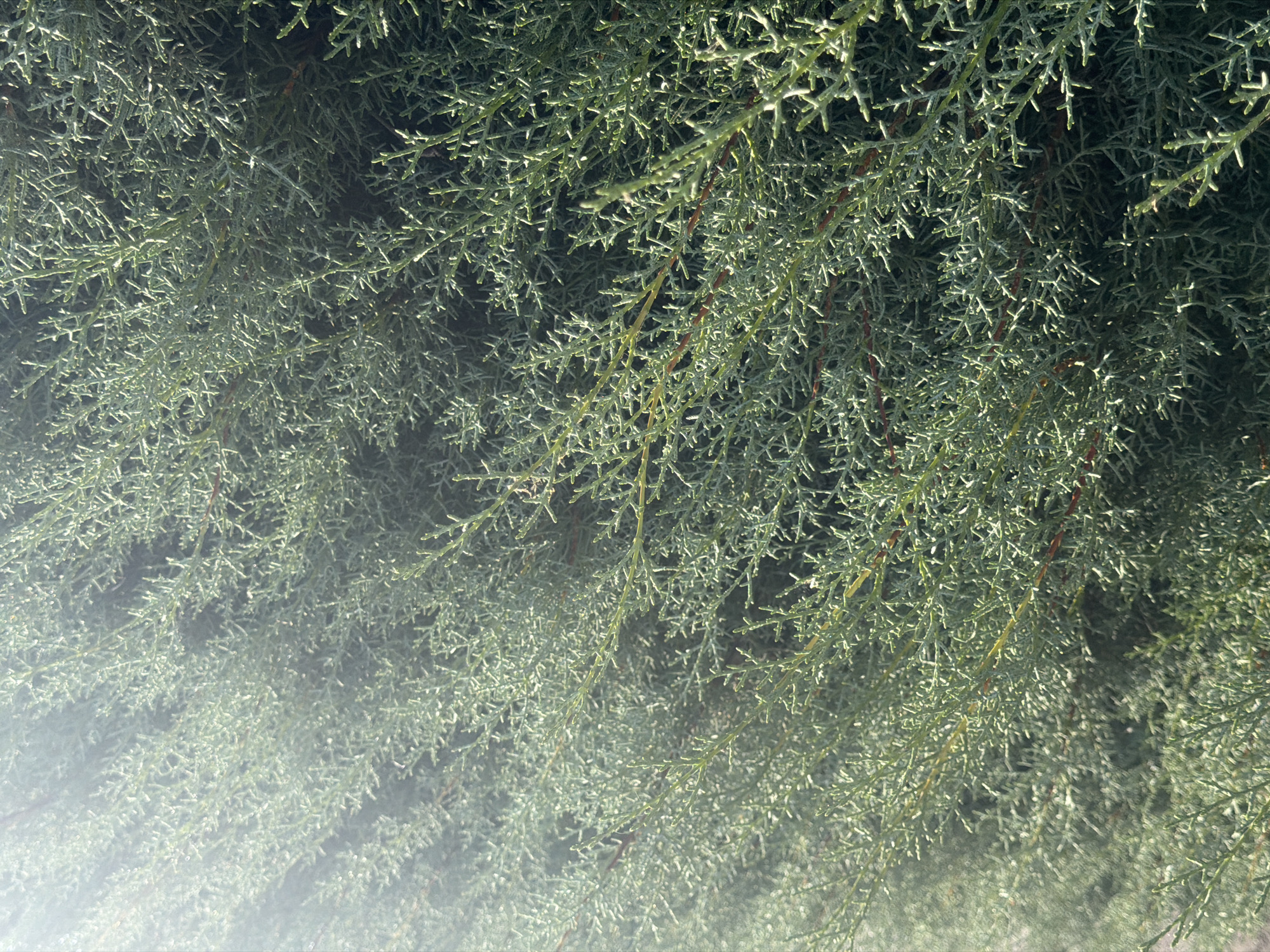 The image shows a close-up view of dense, green foliage, likely a juniper or cypress bush, under bright sunlight. The branches are thin and numerous, creating a textured surface. Sunlight is streaming in from the upper left, creating a lens flare and highlighting the texture of the leaves. There are no people or discernible objects in the image, only the natural plant life. The background is a dark, out-of-focus mass of the same foliage. There is no specific indication of location within Arcahueja, Spain, as the scene is entirely natural and lacks any urban or geographical markers.