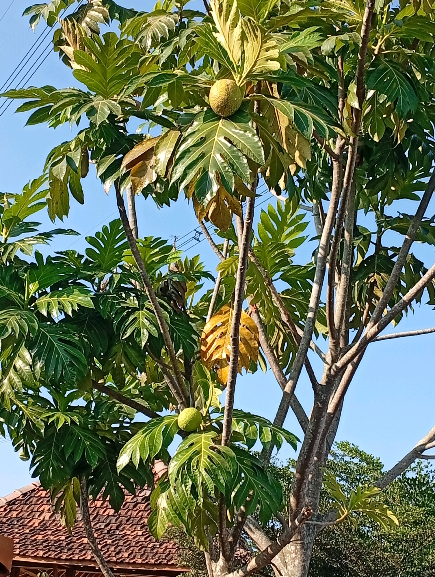 The image shows a breadfruit tree with several green fruits and large, lobed leaves against a clear blue sky. The tree's branches are visible, some bare and others covered in foliage. In the lower left portion of the image, a tiled roof of a building is partially visible. The scene appears to be outdoors, possibly in a residential area. Based on the provided location, this image was captured in Salatiga, Indonesia. There are no people or animals in the frame. Electrical wires are faintly visible in the upper left corner, suggesting proximity to infrastructure. The lighting indicates it is daytime with sunlight casting shadows.