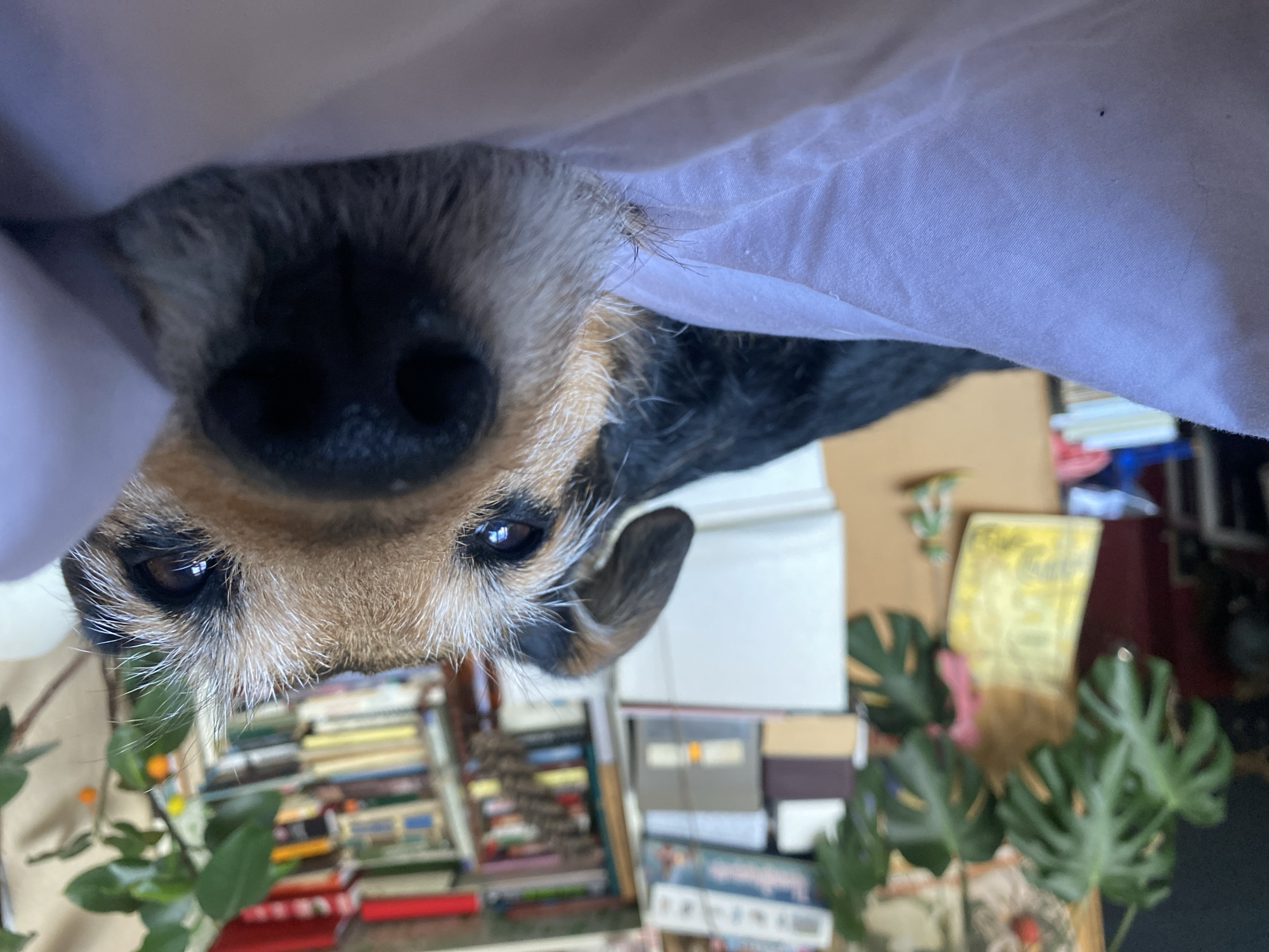 The image depicts a close-up, low-angle perspective of a dog resting indoors in Moscow, Russia. The primary subject is a scruffy-coated dog with tan and black fur, likely a terrier mix, positioned on light purple or lavender bedding. Its dark, wet nose is prominent and centered in the immediate foreground, in sharp focus. Above the nose, the dog's dark, intelligent eyes are visible, looking directly towards the viewer, framed by lighter, coarse fur around the eye area. A dark, floppy ear is partially visible on the left side of its head. The dog's body, primarily black, is partially visible extending to the upper left on the same bedding.
The background is an out-of-focus indoor residential setting. To the upper left, a large houseplant with distinctive green, lobed leaves is visible. The upper right and central background reveal a densely packed bookshelf or shelving unit containing numerous books of various sizes and colors. Indistinct furniture and other household objects are partially visible, indicating a lived-in domestic environment. No human subjects are present in the scene.