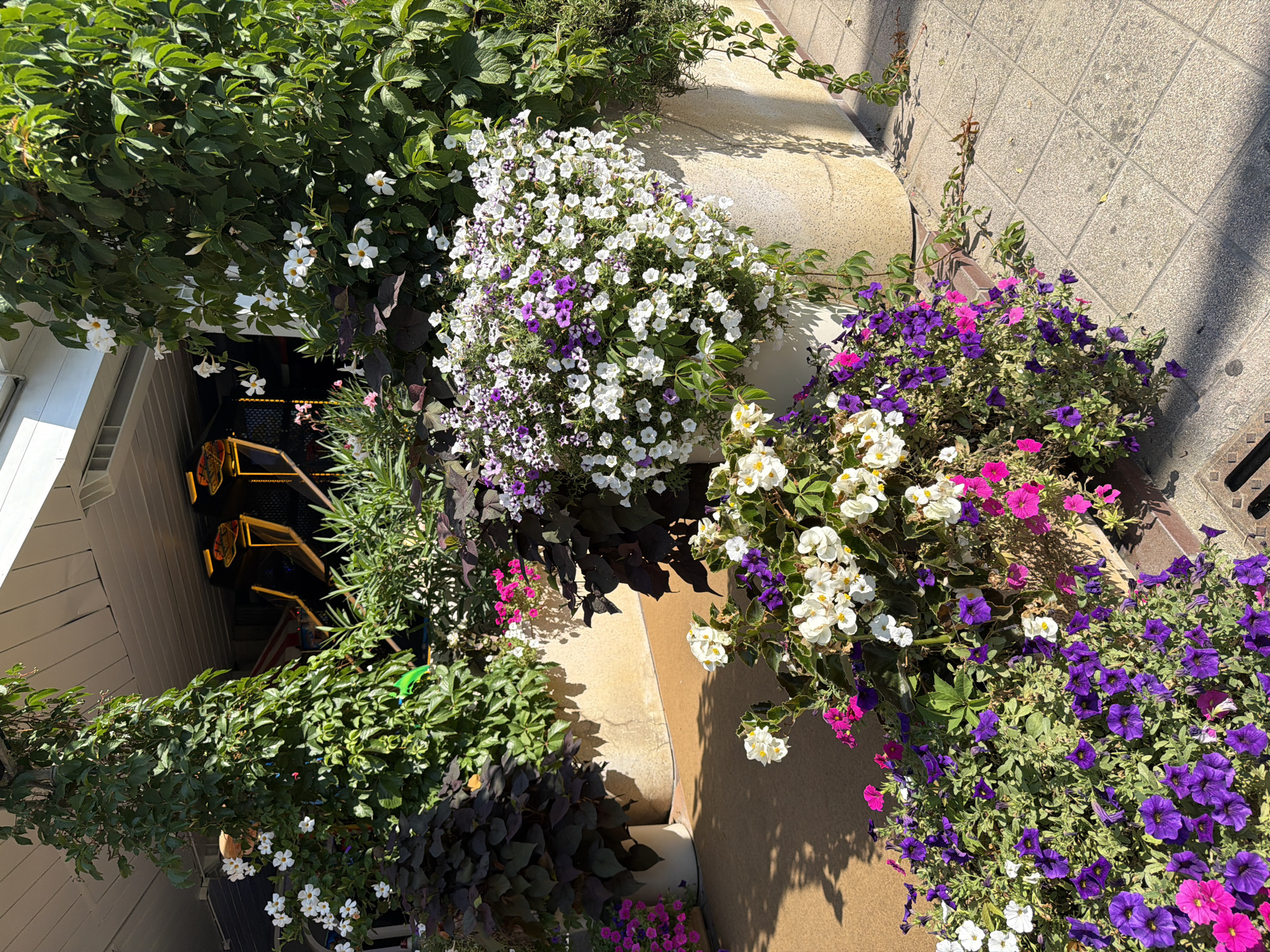This image depicts an outdoor scene in Gatteo, Italy, featuring a vibrant display of potted plants and flowers against the backdrop of a building with arcade games visible inside. The foreground is dominated by lush greenery and a profusion of blooming flowers in shades of purple, pink, and white. Several large planters, made of a light-colored, textured material, hold a mix of trailing and upright plants. The building's exterior is white, with a visible white ceiling or overhang. Through an open space, two arcade game machines with illuminated screens and yellow accents can be seen. The ground is paved with light-colored square tiles, and sunlight casts shadows across the scene, indicating it is daytime. There are no people visible in the image.