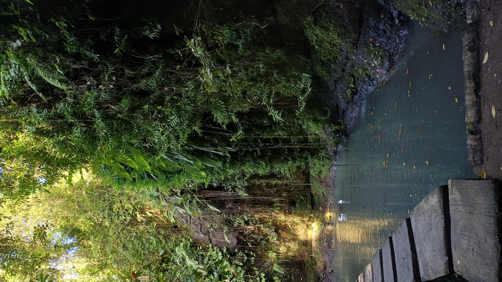 The image shows a lush, forested area in Tegallalang, Indonesia, adjacent to a narrow body of water, possibly a small river or canal. Vegetation, including dense green foliage and ferns, dominates the left side of the frame. The water is dark and calm, reflecting some light and containing scattered leaves. A simple wooden pathway or bridge is visible on the right side of the frame. The atmosphere suggests a secluded, natural environment. No people are present.