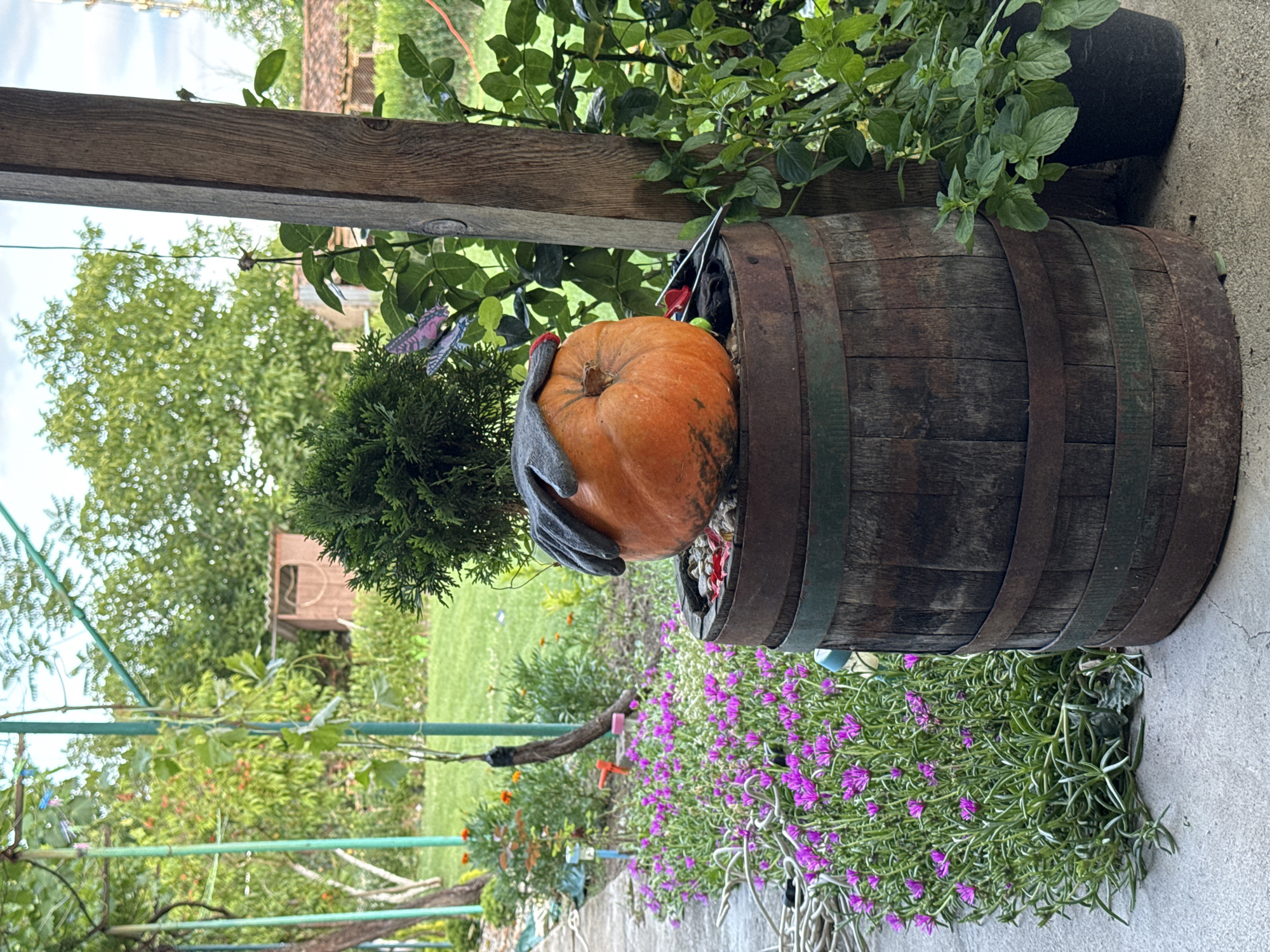 An orange pumpkin with a pair of gray gardening gloves draped over it sits atop a weathered wooden barrel. The barrel is adorned with two dark green metal bands, one near the top and another in the middle. The scene is set outdoors in a garden with a paved walkway covered by a concrete slab. To the left of the barrel, a dense patch of vibrant purple flowers blooms, interspersed with green foliage and a white hose coiled on the ground. Behind the flowers, orange and red flowers are visible. A tall, thin green metal pole is present to the left, supporting some greenery. Further in the background, a lush green lawn is visible, with trees and a small wooden shed. A large, rough-hewn wooden post stands to the right of the barrel, and green plants in a black pot are situated beside it. A decorative butterfly is attached to a small evergreen bush located behind the pumpkin. The sky above is partially cloudy. This image was captured in Sarnevo, Bulgaria.