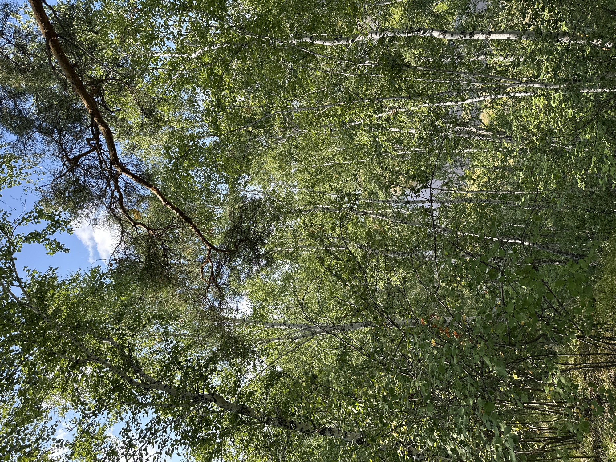 The image displays a dense forest with numerous birch trees, identifiable by their white, peeling bark, interspersed with other deciduous trees and some evergreen branches. The canopy is thick, allowing dappled sunlight to filter through the lush green leaves, creating a play of light and shadow. The sky visible through the leaves is blue with scattered white clouds. The ground appears to be covered in grass and undergrowth. A large, brown branch from a pine tree extends across the upper portion of the frame. There are no people or animals visible in the scene. This image was captured in the city of Krasnoyarka, Russia.