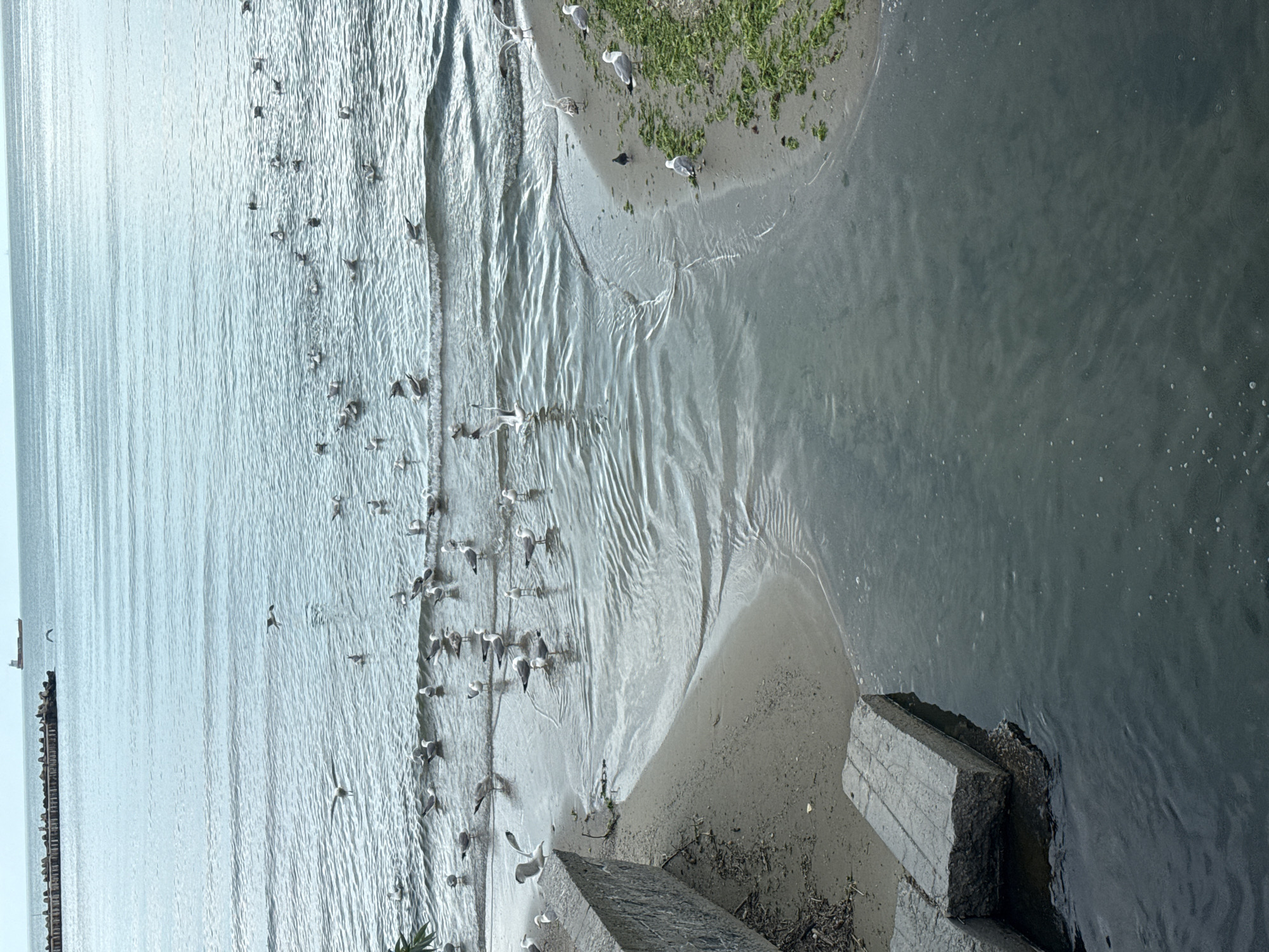 The image depicts a coastal scene likely in Varna, Bulgaria, as evidenced by the presence of seagulls and pier infrastructure typical of the region.
A flock of seagulls is gathered along a sandy beach where shallow water meets the shore. Some birds are in flight while others are standing on the sand or in the shallow water. The water is rippled, reflecting light. To the right of the beach, darker water flows into the lighter, sandy area, possibly a river or channel merging with the sea. On the right of the image, partially submerged concrete structures are present, suggesting the base of a pier or some kind of coastal defense. A patch of vegetation is visible on a small strip of land near the water's edge. In the distance, the outline of a pier or breakwater can be seen.