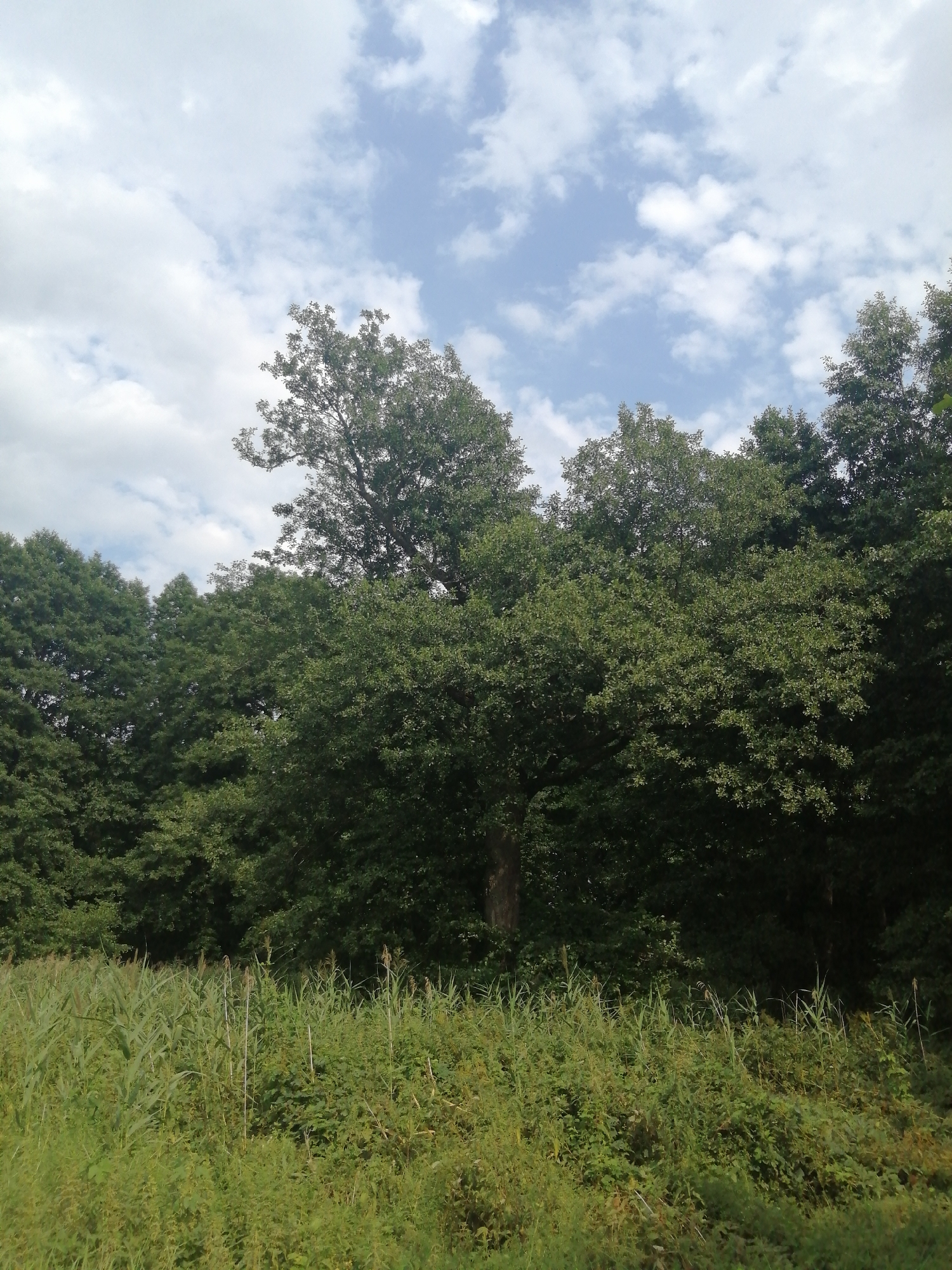 The image depicts a lush green landscape with a dense forest in the background and a field of tall grass in the foreground. The sky above is partly cloudy with patches of blue. The forest consists of various types of trees, with the canopy creating a rich texture. The field is a mixture of tall grasses and other green vegetation, some of which are flowering or have seed heads. The scene appears to be a natural environment, possibly a park or a nature reserve. Without specific landmarks or identifying features, it is impossible to definitively place this image in Slonim, Belarus. However, if this location is indeed Slonim, it suggests a natural area within or near the city.