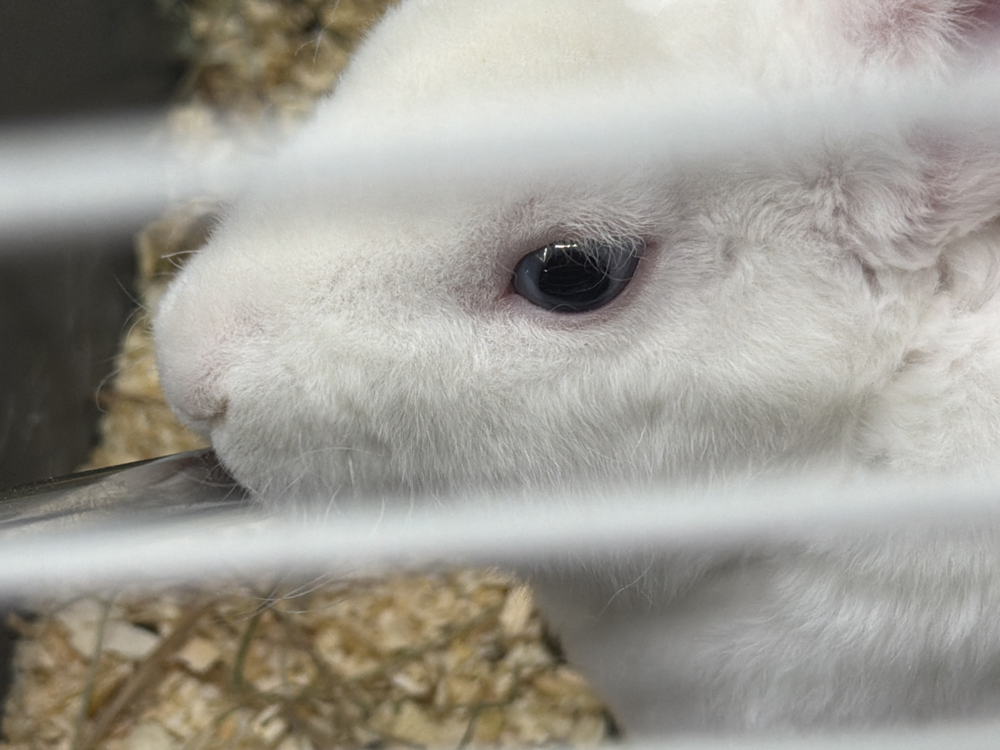 A close-up, eye-level shot shows the head of a white rabbit peering through what appears to be a cage. The rabbit's fur is soft and fluffy, and its dark eye is clearly visible, reflecting light. The background is blurred, but appears to be bedding material, possibly wood shavings or straw, common in animal enclosures. Horizontal white bars, likely from the cage, partially obscure the rabbit and the background, creating a sense of confinement. The lighting suggests an indoor setting. The rabbit's expression is neutral, but its focused gaze and the close framing give the image an intimate feel. There is no visible text in the image.