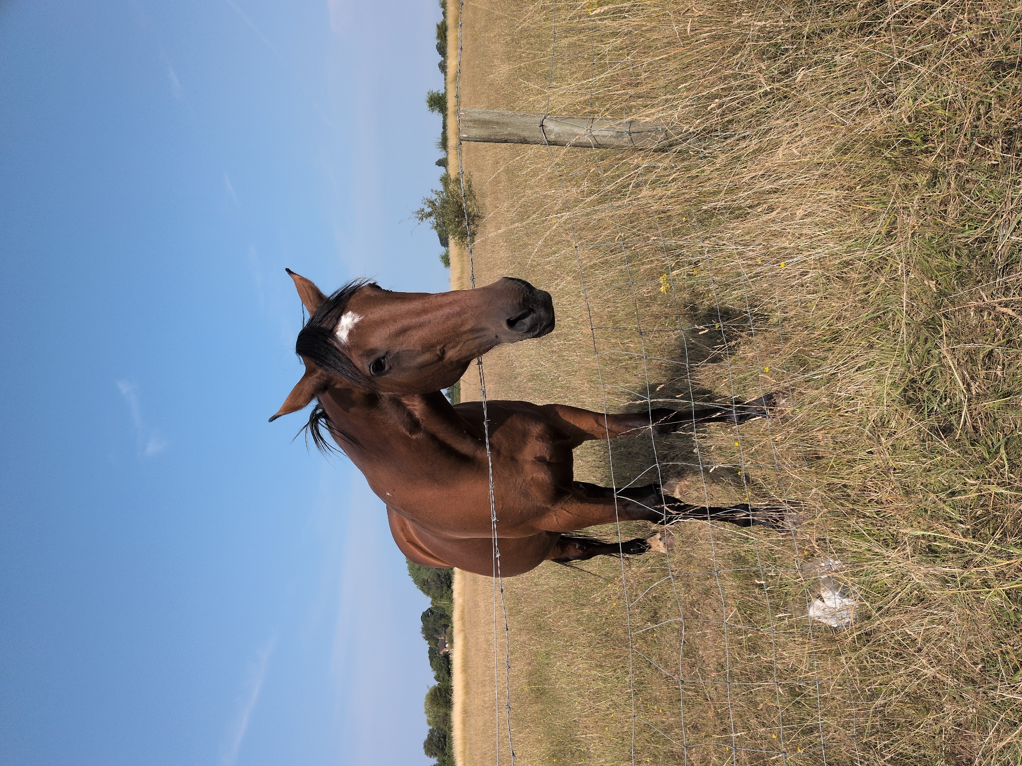 A brown horse stands in a field of dry grass, behind a barbed wire fence. The horse is facing the camera, with its head tilted slightly. The field is surrounded by trees and a blue sky with a few wispy clouds. In the distance, a house can be seen. The image appears to have been taken on a sunny day.