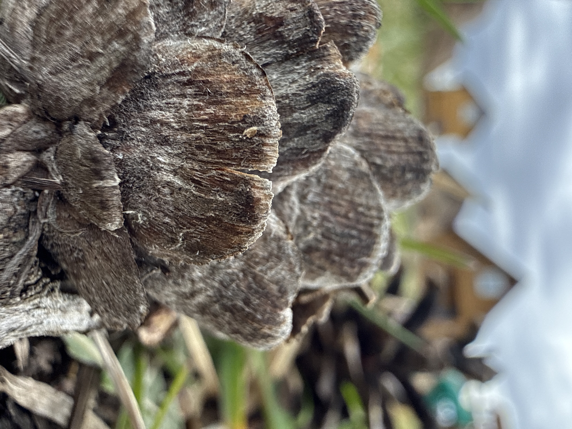 The image is a close-up of a pine cone on the ground. The pine cone is dry and brown. The scales of the pine cone are visible, showing the texture of the wood. The background includes dry grass, green grass, and some kind of white plastic litter. The location is presumed to be near Tyulyuk, Russia. The setting appears to be outdoors.