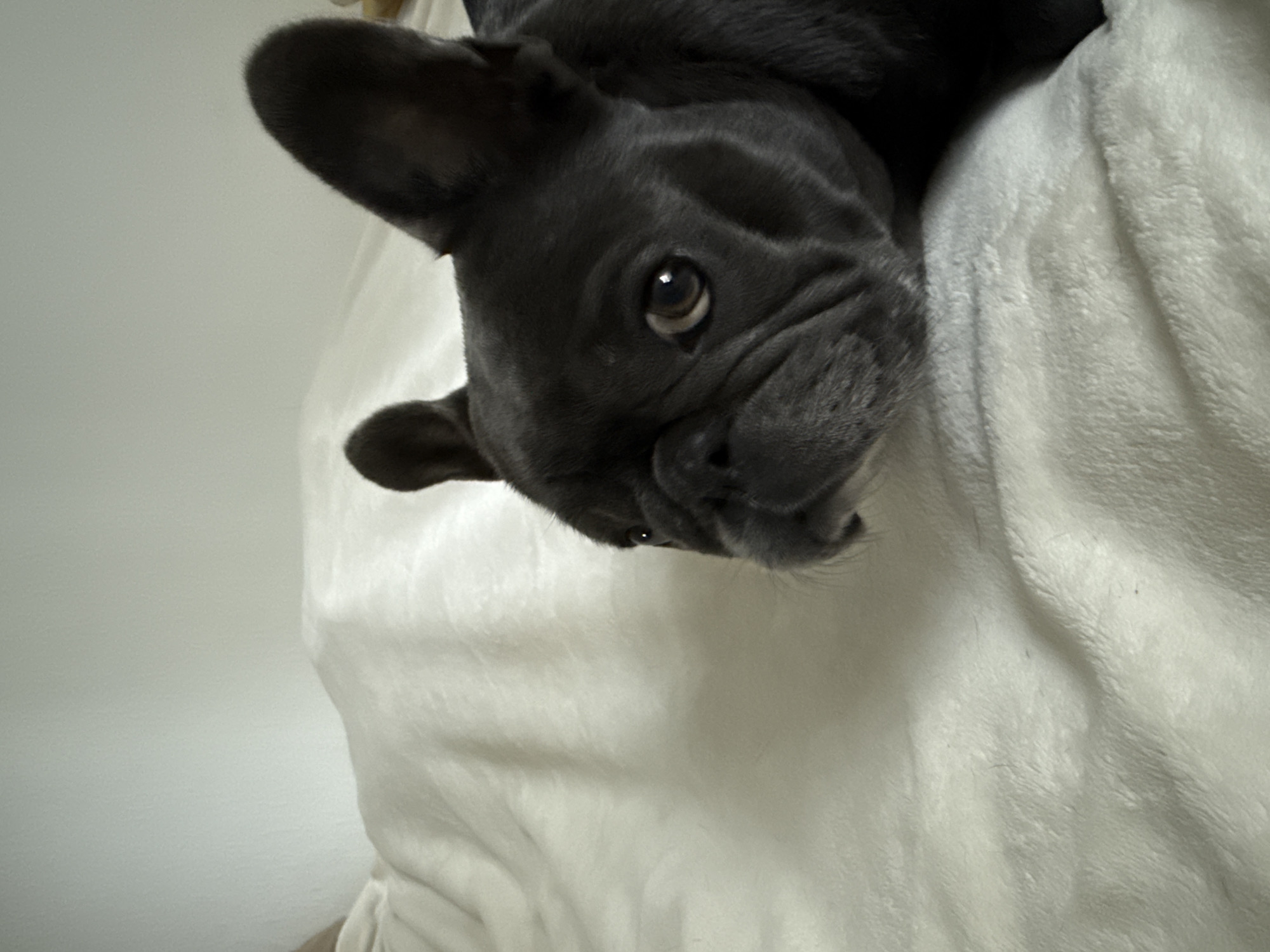 A French bulldog, predominantly black with some gray undertones, is lying on a soft, white, textured blanket. The dog's head is turned to its left, with its face and one ear prominently visible. The dog's eyes are open and directed slightly downward and to its left. The background consists of a plain, light-colored wall. The scene appears to be indoors, likely in a domestic setting. There is no indication of the location being in the city of Bad Sachsa, Germany.