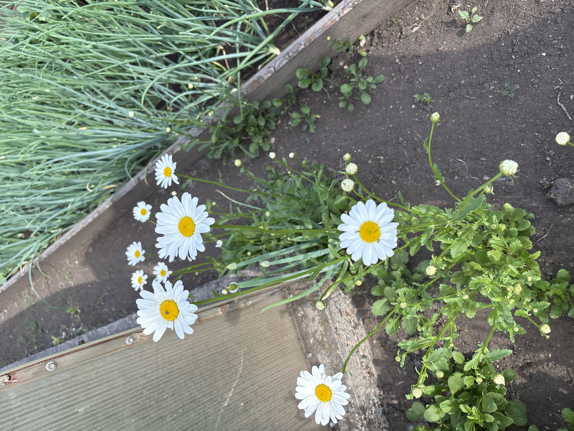 A high-angle, eye-level medium shot captures a patch of ground within a garden bed, likely in Chernogorsk, Russia, where several white daisies with yellow centers are in bloom. To the left, a section of a greenhouse structure with corrugated translucent panels is visible, its wooden frame showing signs of age and wear. Behind the daisies, to the right, is a dense planting of green onion stalks, suggesting an active vegetable garden. The ground is dark soil, with scattered small green plants and some fallen leaves. The overall lighting suggests it is daytime, with sunlight casting shadows on the soil. There are no people or animals present in the frame.