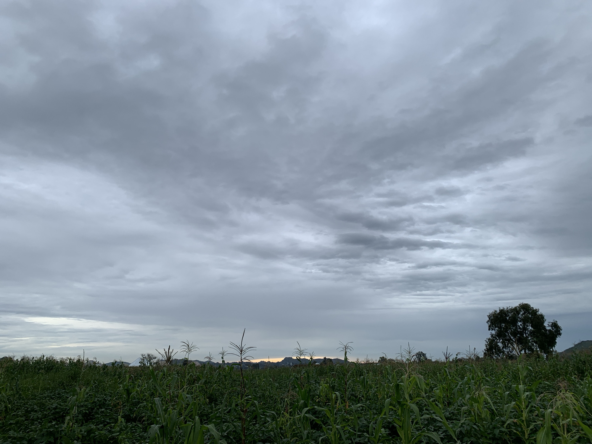 The image depicts a wide shot of a cornfield under a heavily overcast sky. The corn stalks are tall and green, filling the lower half of the frame. In the background, silhouetted mountains are visible under the dull sky, with a sliver of pale orange light suggesting the sun is low on the horizon. A single, large tree stands to the right of the frame, its dark silhouette contrasting with the lighter sky. The environment appears rural, with no people or man-made structures other than what might be suggested by the distant mountain range. The overall impression is one of a cloudy, possibly pre-rainy day in an agricultural area. The location is identified as Kuru Karama, Nigeria.