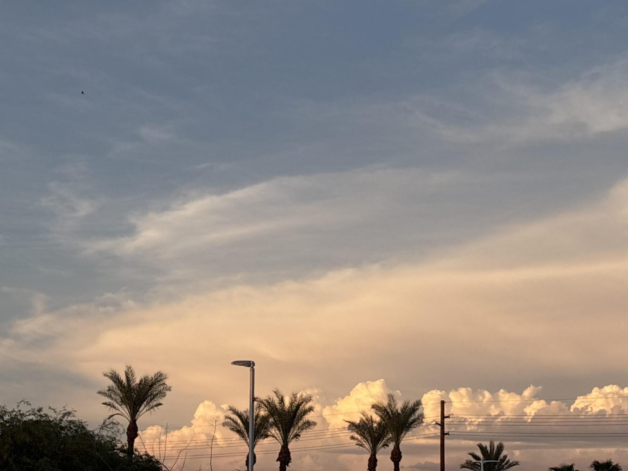 The image captures a sunset scene in Phoenix, Arizona, United States. The sky is filled with dramatic clouds, transitioning from a pale blue at the top to warm, peachy hues near the horizon. A single, dark bird is visible in the upper left quadrant of the sky. In the foreground, a row of palm trees lines the horizon, silhouetted against the vibrant sky. A street lamp stands to the left of center, with power lines stretching across the frame. The overall impression is one of a calm, late afternoon or early evening in a desert urban environment.