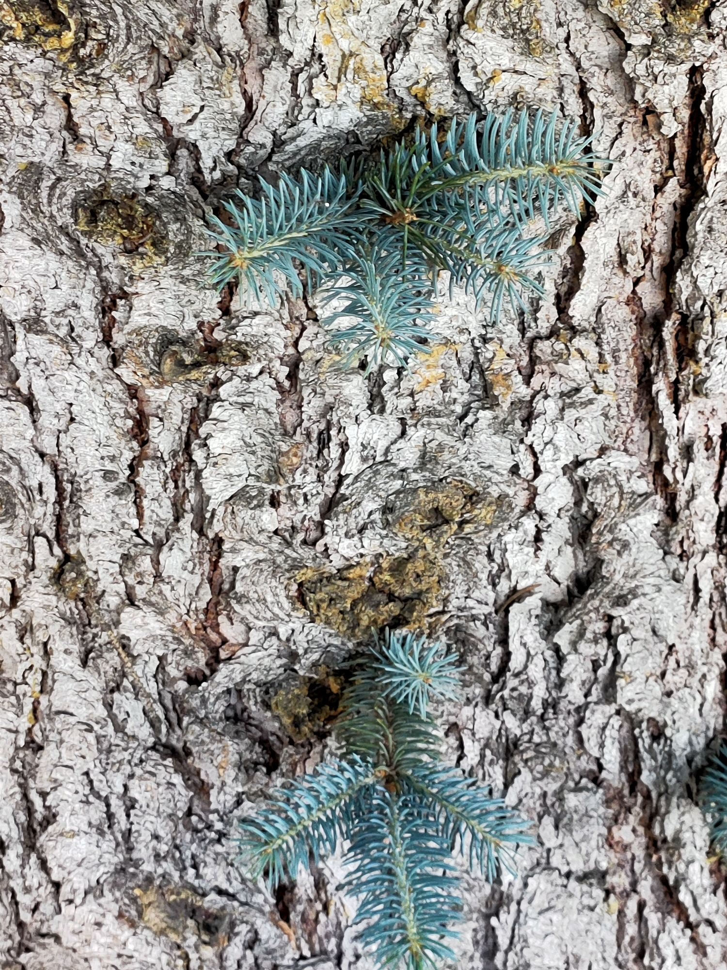This is a close-up, eye-level, outdoor, full shot of tree bark with several blue spruce branches. The bark is textured with deep crevices and ridges, appearing light gray with darker brown undertones. Small patches of yellowish-green lichen are visible on the bark. The blue spruce branches have short, sharp needles and are a vibrant blue-green color. The image is in focus and has a shallow depth of field, with the bark filling most of the frame. There are no people or animals visible in the image. The scene suggests a natural outdoor environment. The location is the city of Nosivka, Ukraine.
