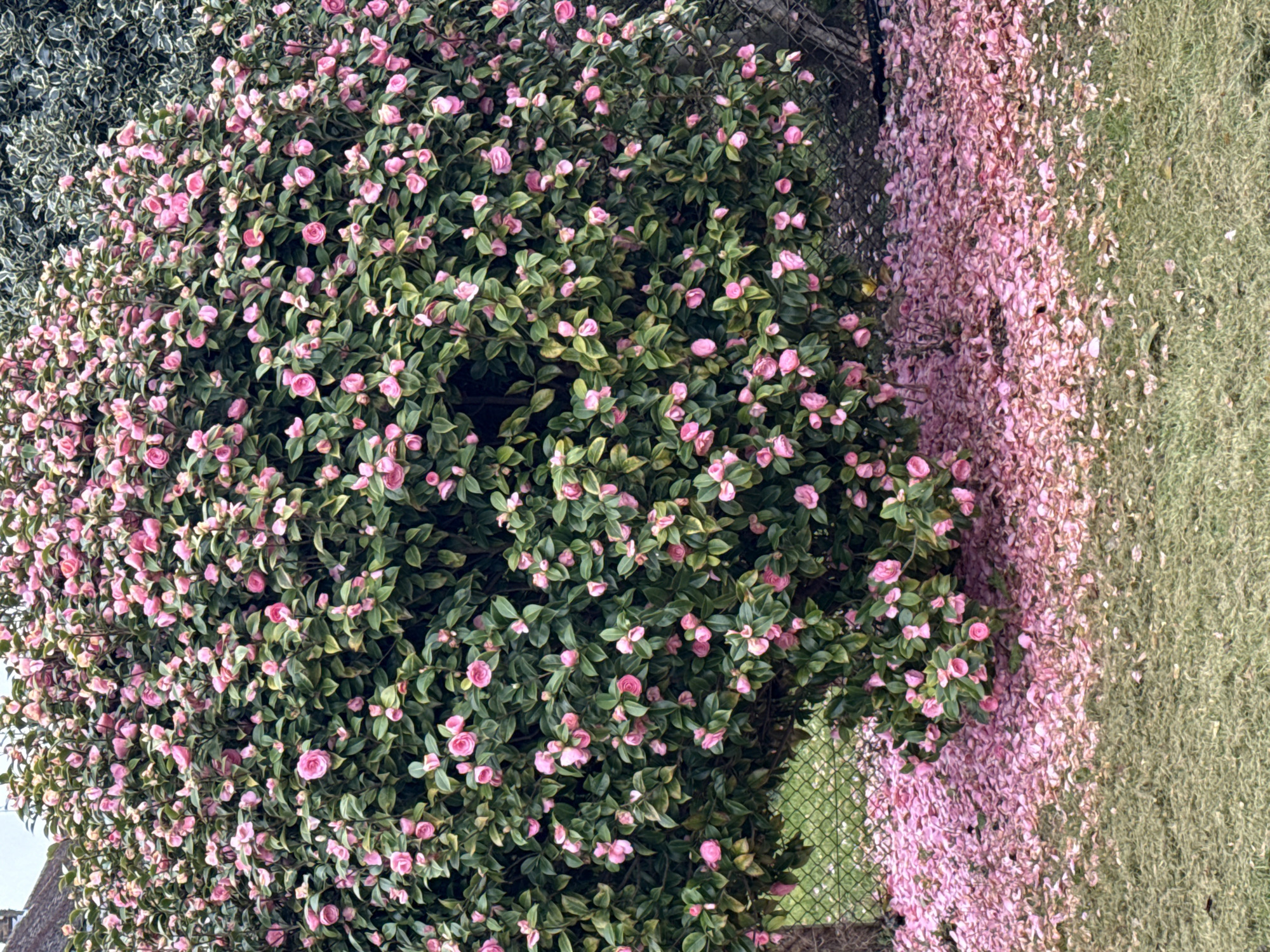 A dense bush with pink blossoms and dark green leaves dominates the left side of the image. To the right, a carpet of fallen pink petals covers the ground, transitioning into a patch of green grass. A chain-link fence is partially visible behind the bush. The image suggests a garden or park setting with blooming flowers. There is no explicit information linking the image to Great Yarmouth.
