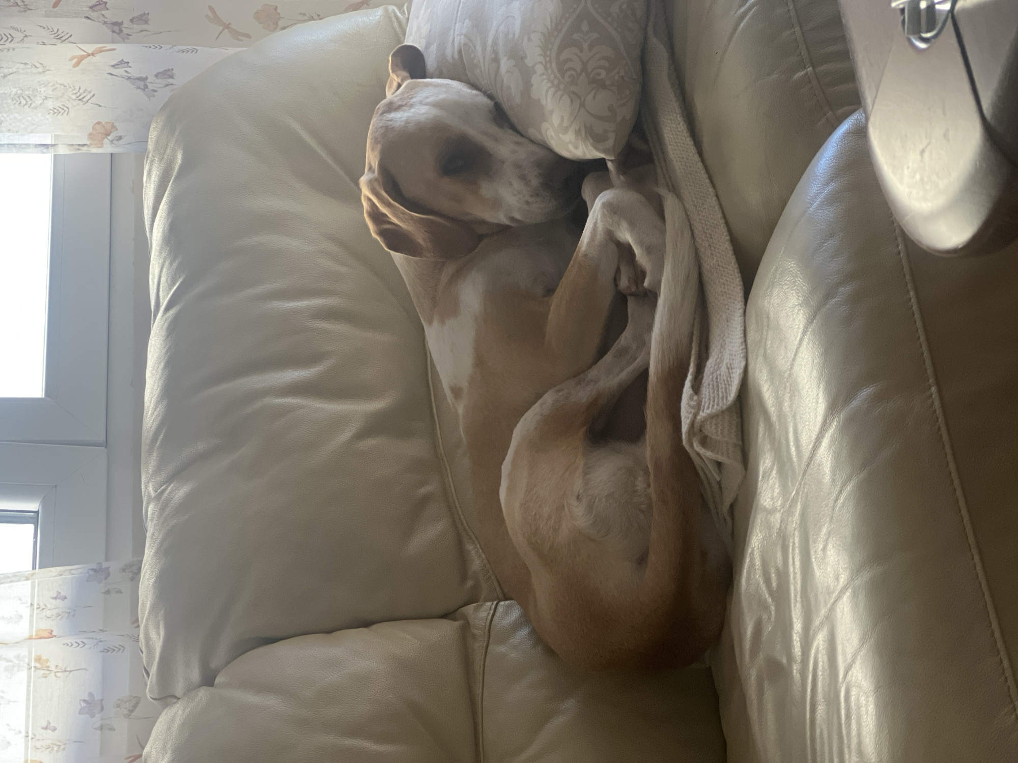 A curled-up, tan and white, short-haired dog sleeps on a beige leather couch. The dog's head is resting on a patterned cushion, and a beige blanket is draped over part of its body. The couch is positioned near a window with patterned blinds. Part of a white object is in the background, top right. The location is not discernible from the image.
