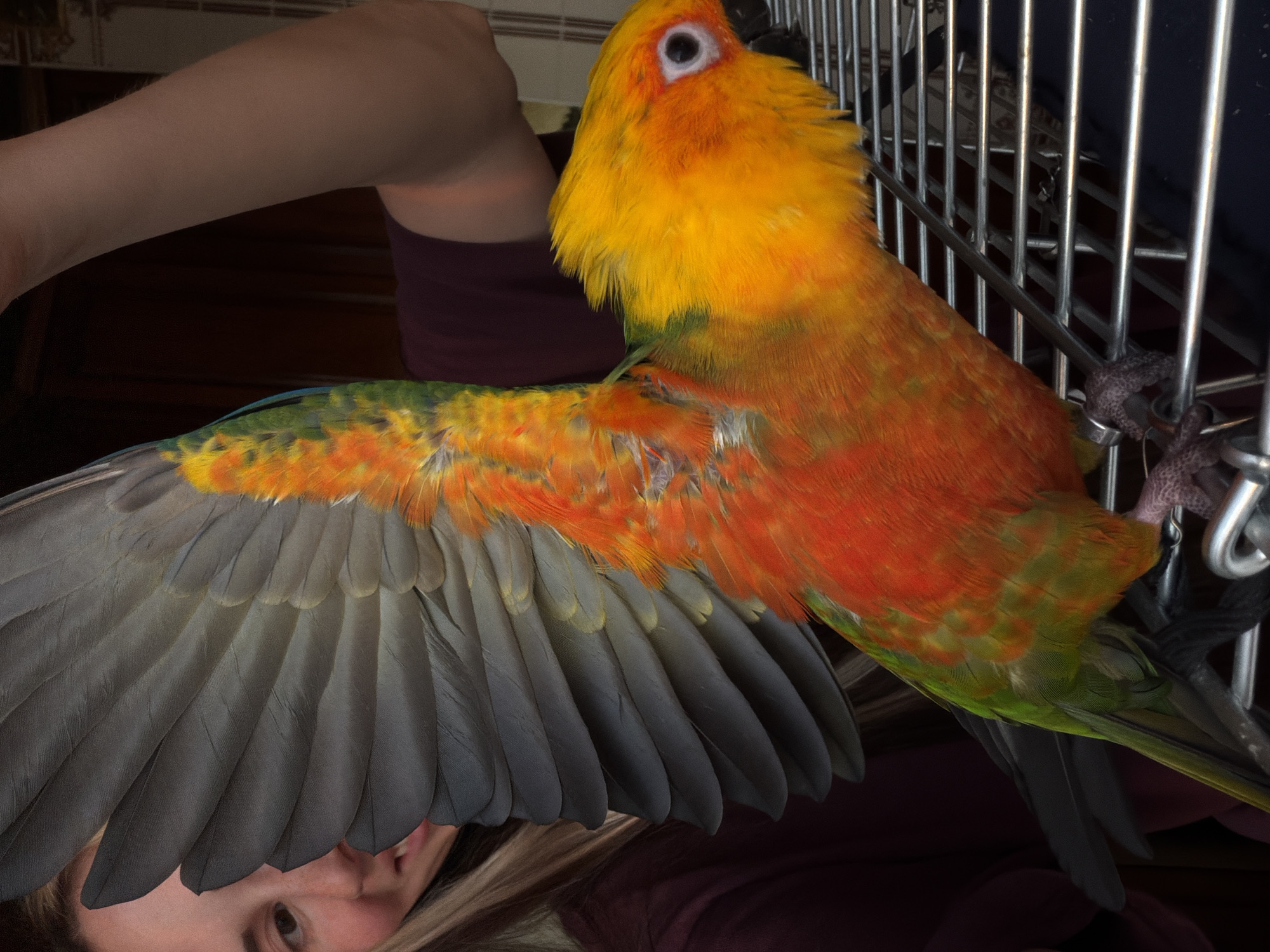 A colorful Sun Conure parrot perches on the bars of a metal cage. The parrot has yellow feathers on its head and breast, transitioning to orange and red on its body, and green on its lower abdomen and tail feathers. Its wings are outstretched, displaying gray flight feathers. A person's face is visible at the bottom of the frame, and their arm is positioned near the top of the image. The person is wearing a maroon-colored garment. The background is dark and blurry, suggesting an indoor setting. There's no evidence to suggest that the image was taken in Khimki, Russia.