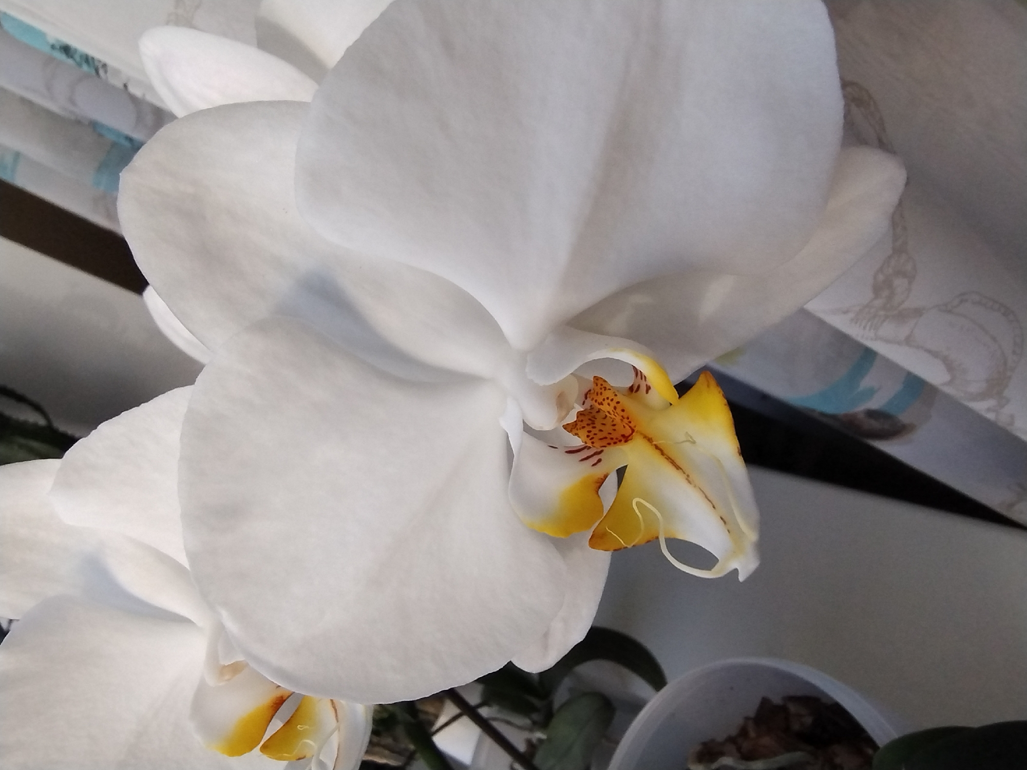A close-up, eye-level, indoor shot showcases a white orchid with yellow and orange accents in the center of its bloom. The flower is positioned to the right of the frame, with its petals gently unfurling. The background is softly blurred, revealing hints of a patterned fabric and possibly a plant pot on the left. The lighting is natural, casting soft shadows and highlighting the delicate texture of the orchid's petals.